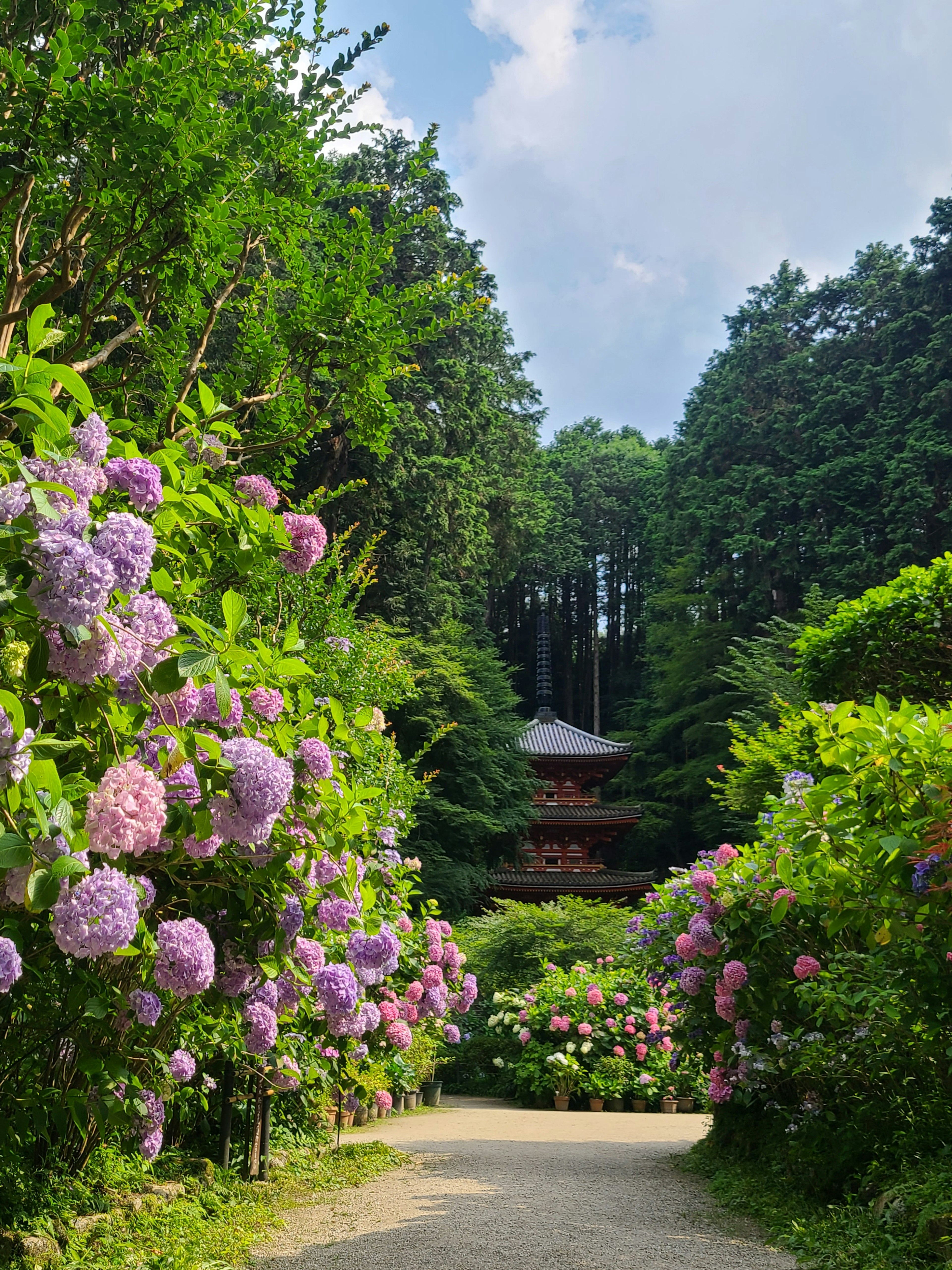 Allée bordée d'hortensias colorés sous un ciel bleu avec un bâtiment au loin