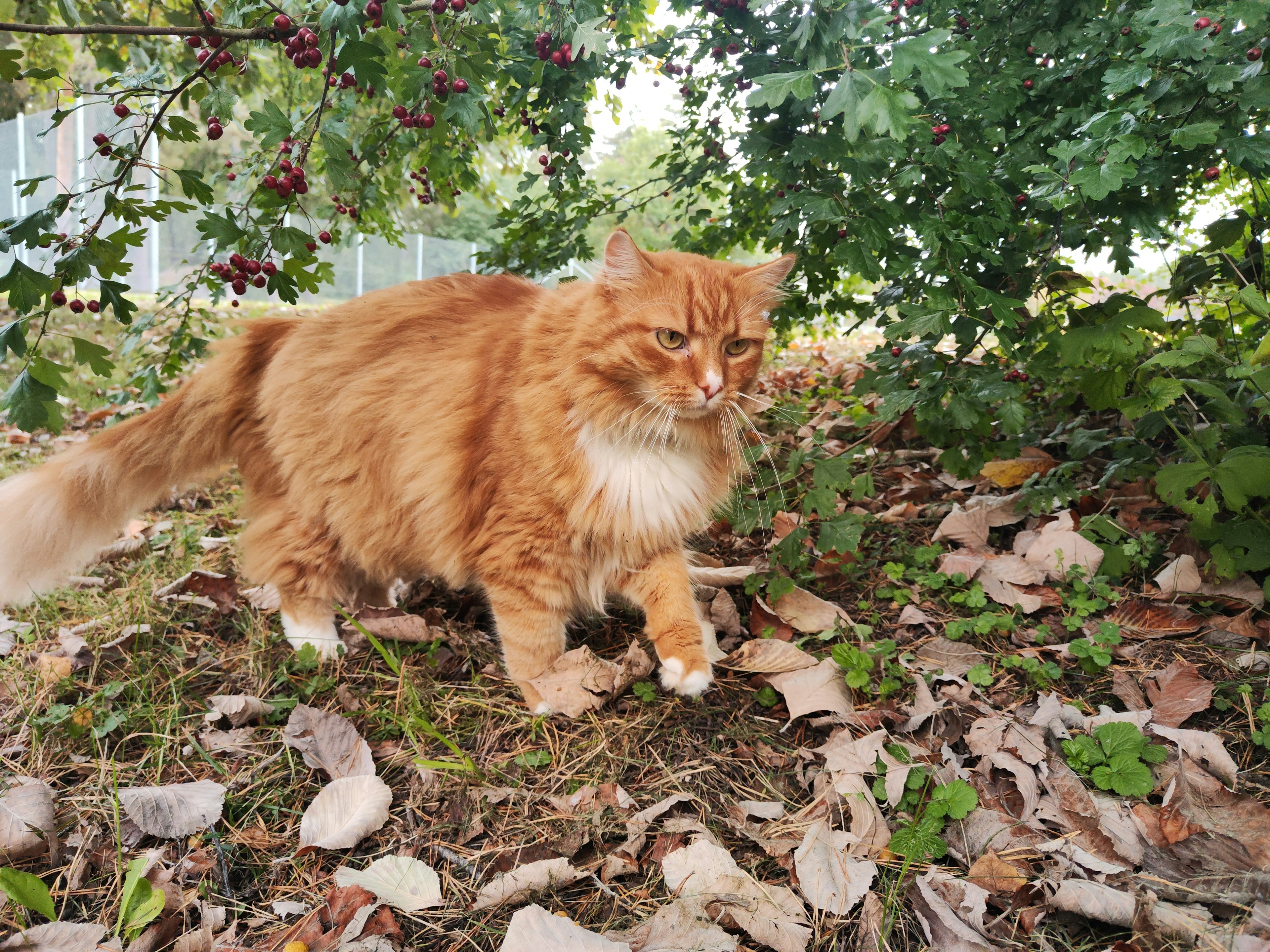 Kucing oranye berjalan di antara daun di taman