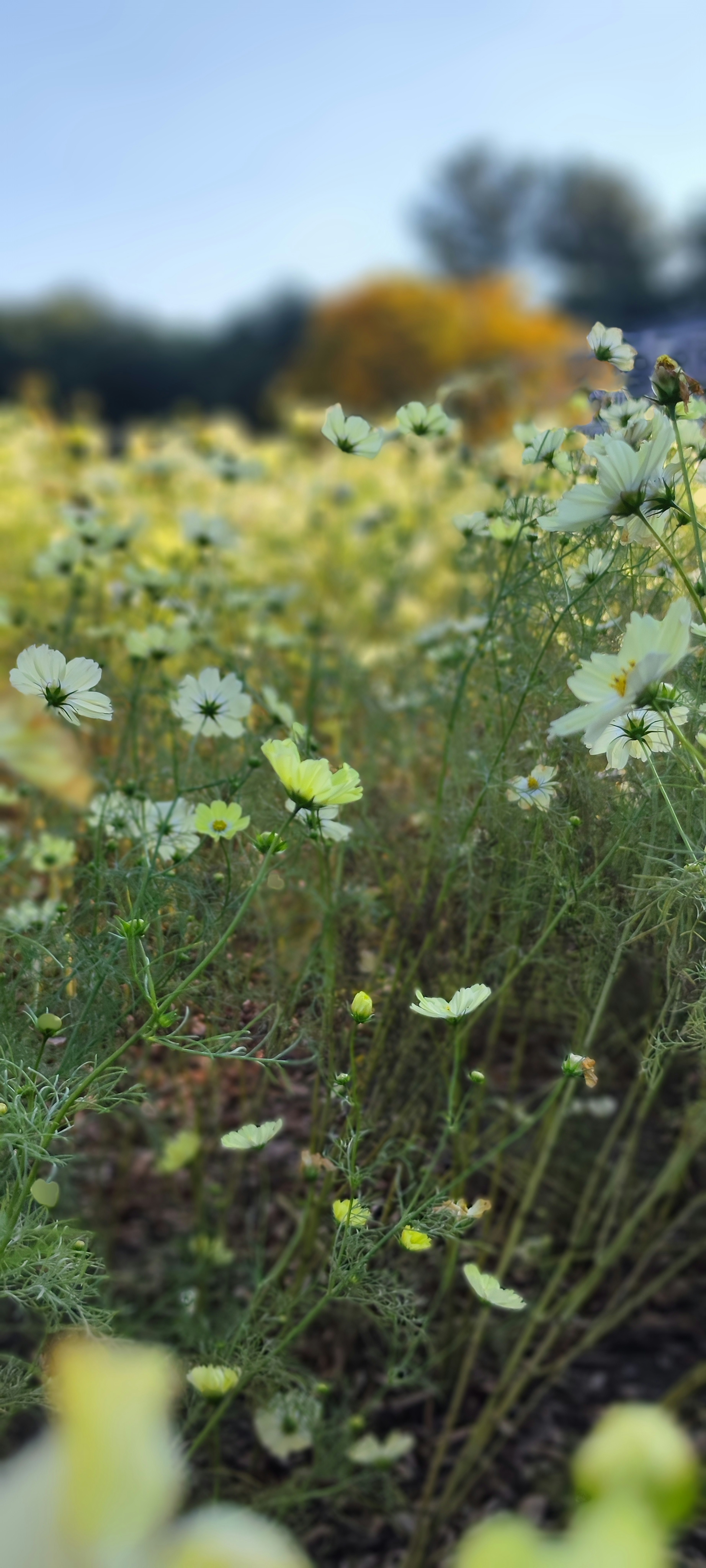 Ein Feld mit weißen Blumen unter einem blauen Himmel und gelben Blüten im Hintergrund