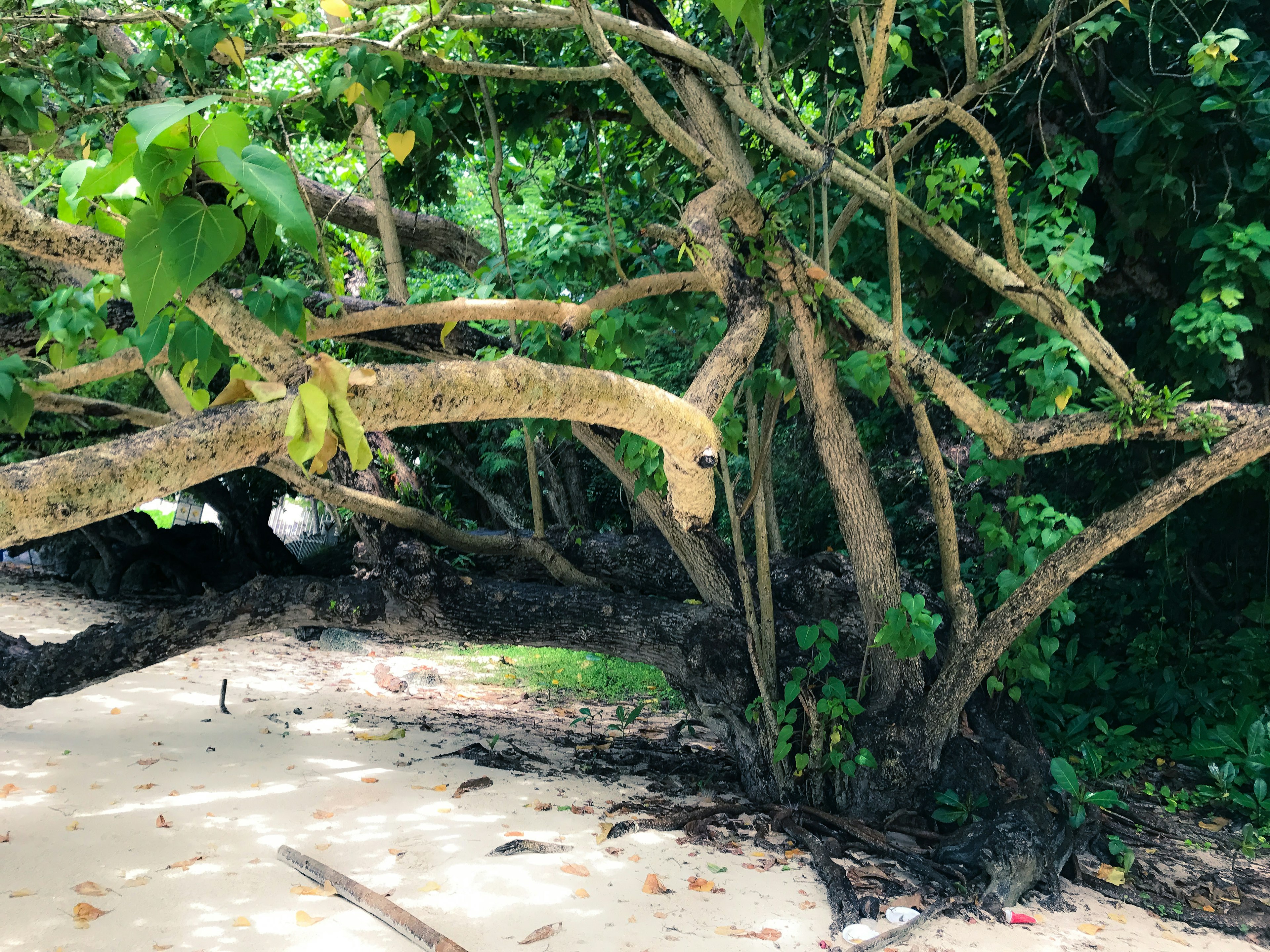 Lush green trees with twisting branches along a sandy beach