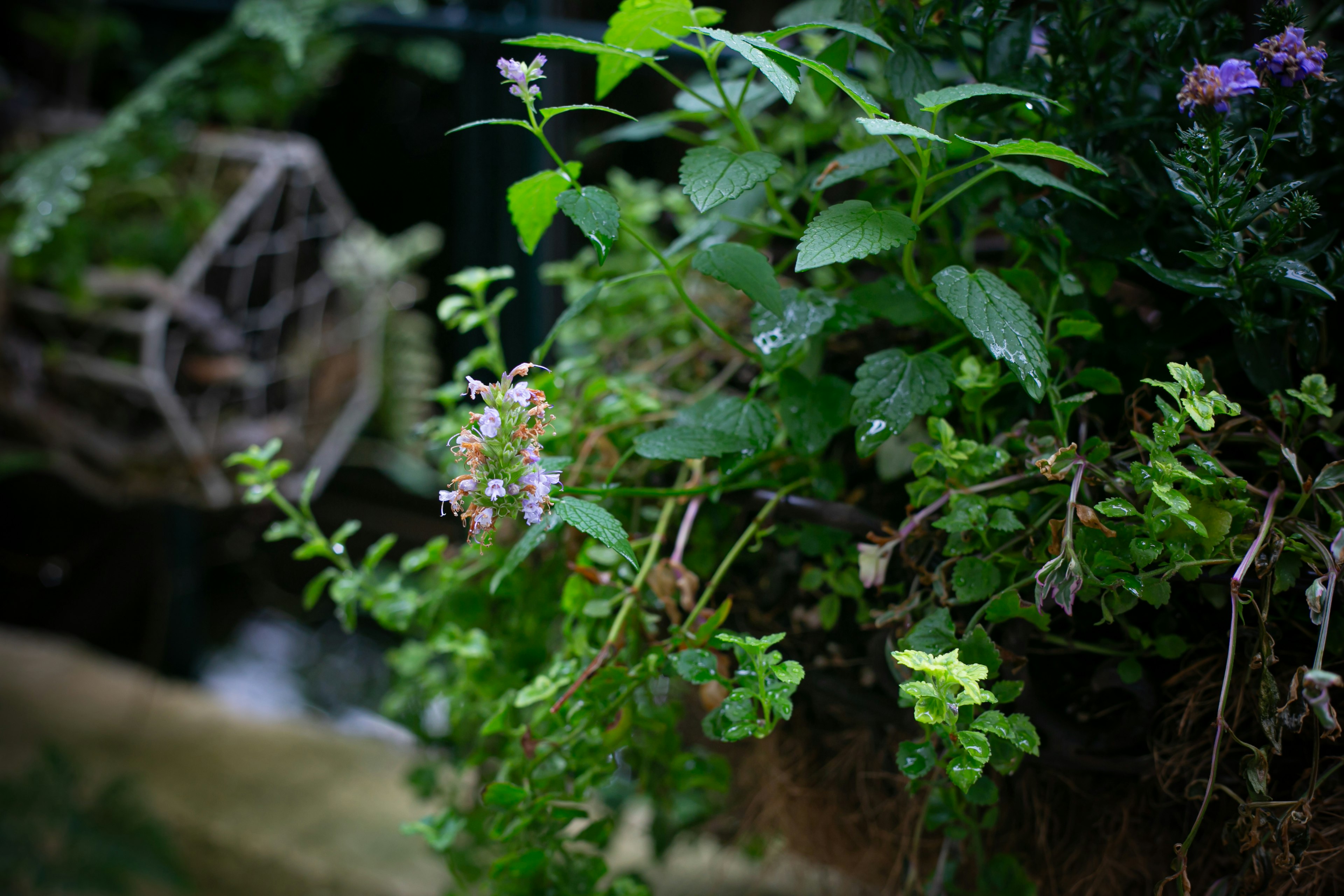 Lush green plants with small blooming flowers