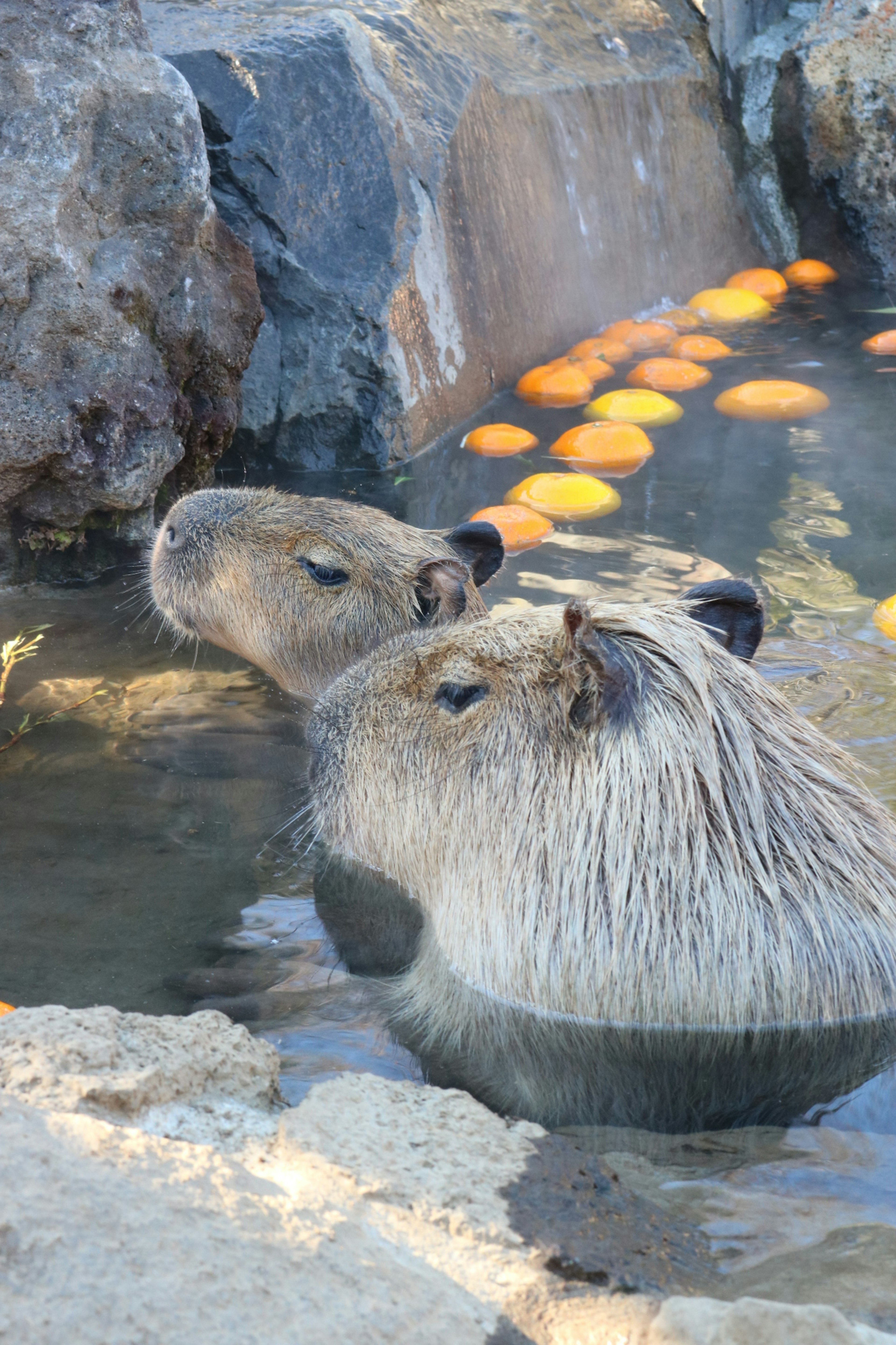 Due capibara in acqua circondate da rocce e arance