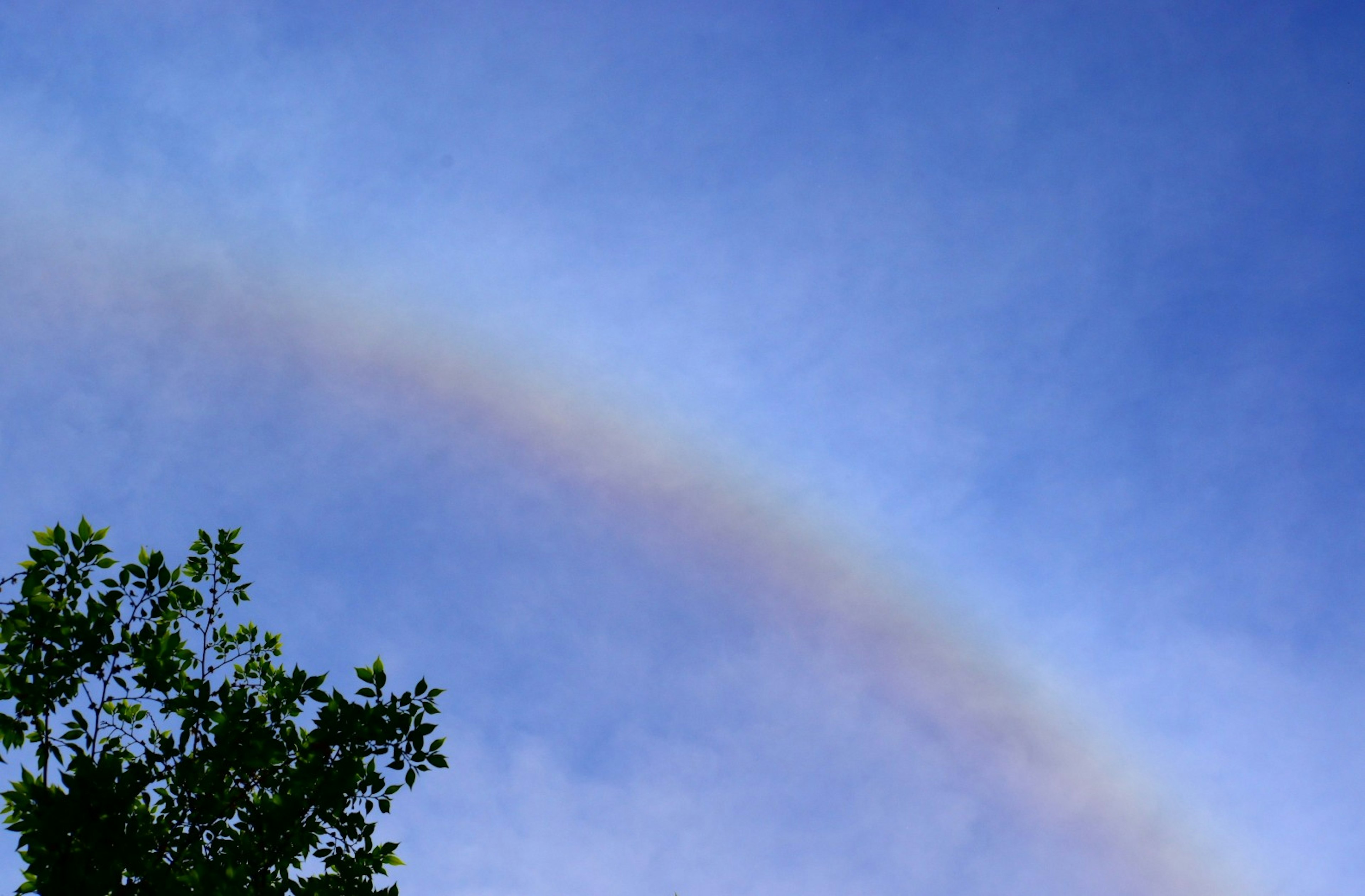 Pelangi di langit biru dengan siluet pohon