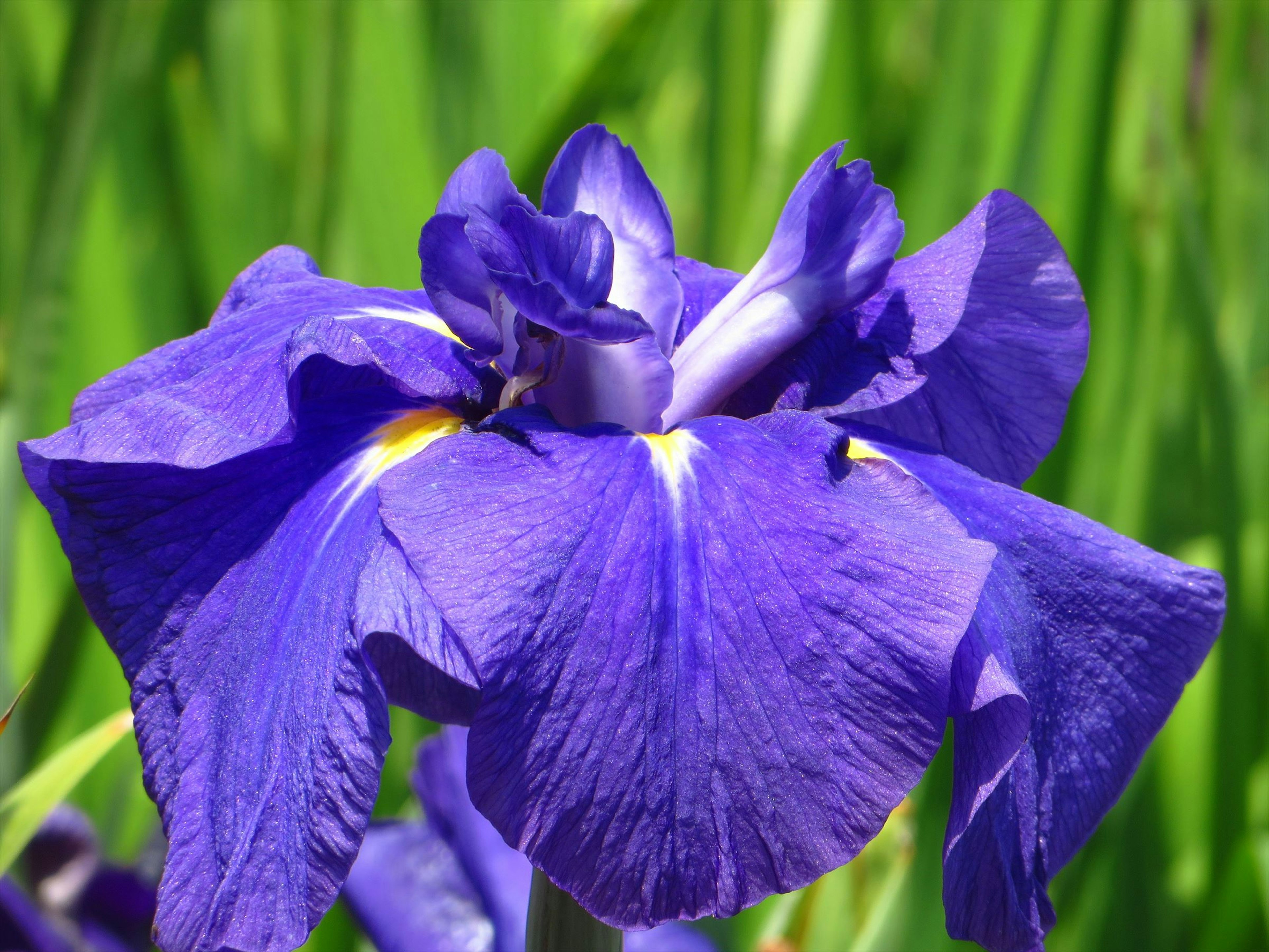 Vibrant purple iris flower against a green background