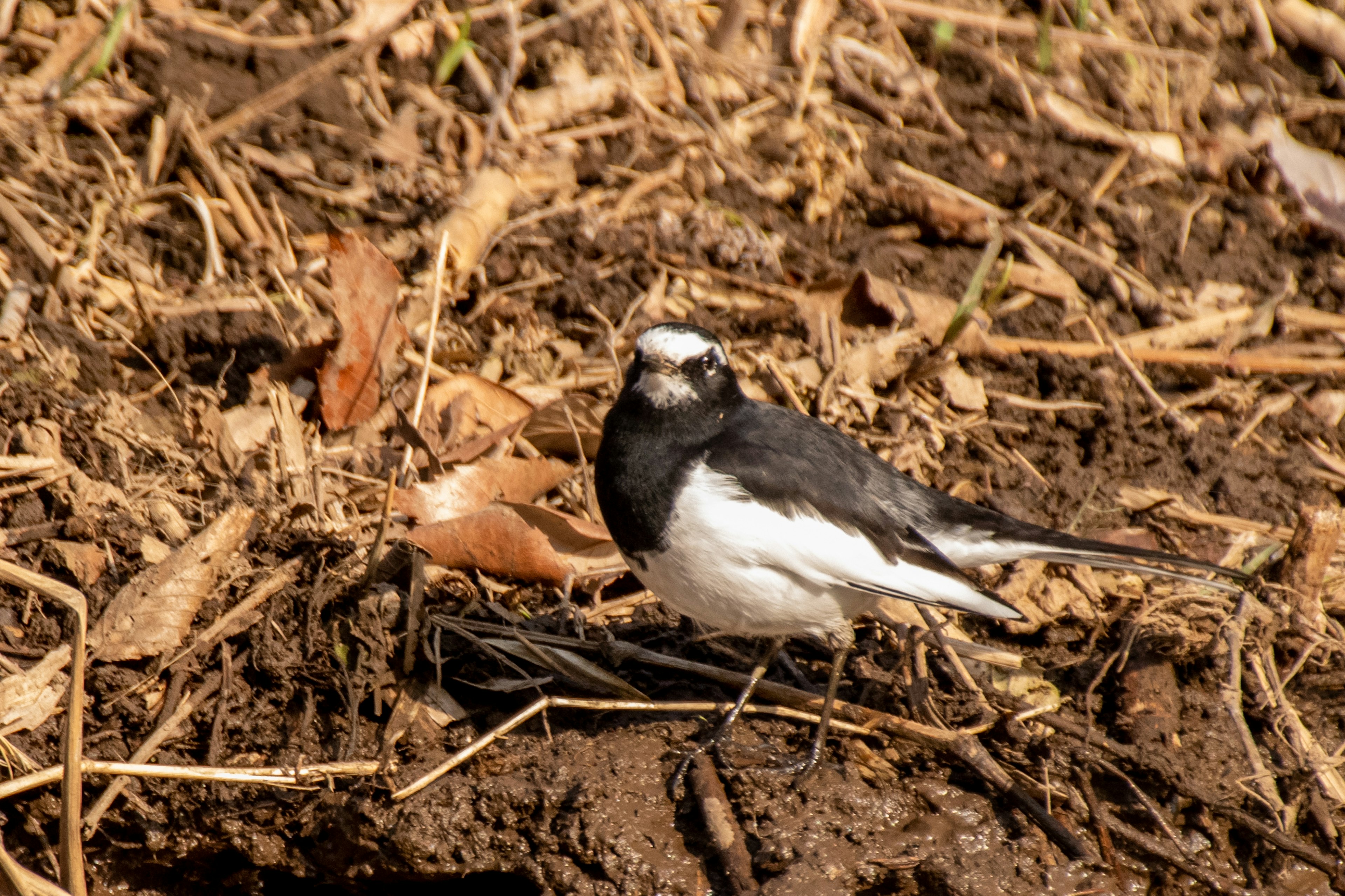 Un pequeño pájaro con plumas negras y blancas de pie en el suelo entre hojas