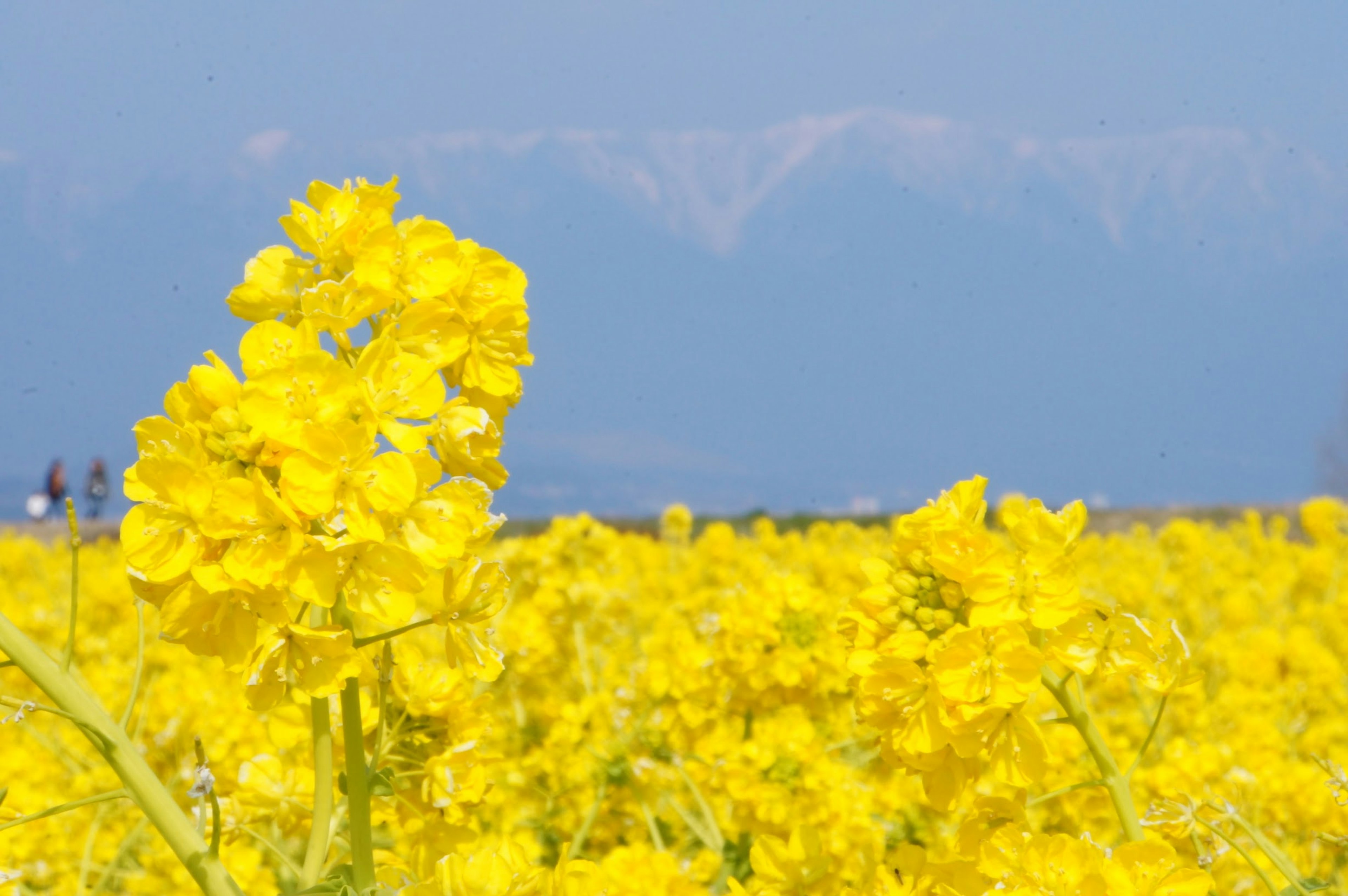 Champs de fleurs jaunes vives avec des montagnes enneigées au loin