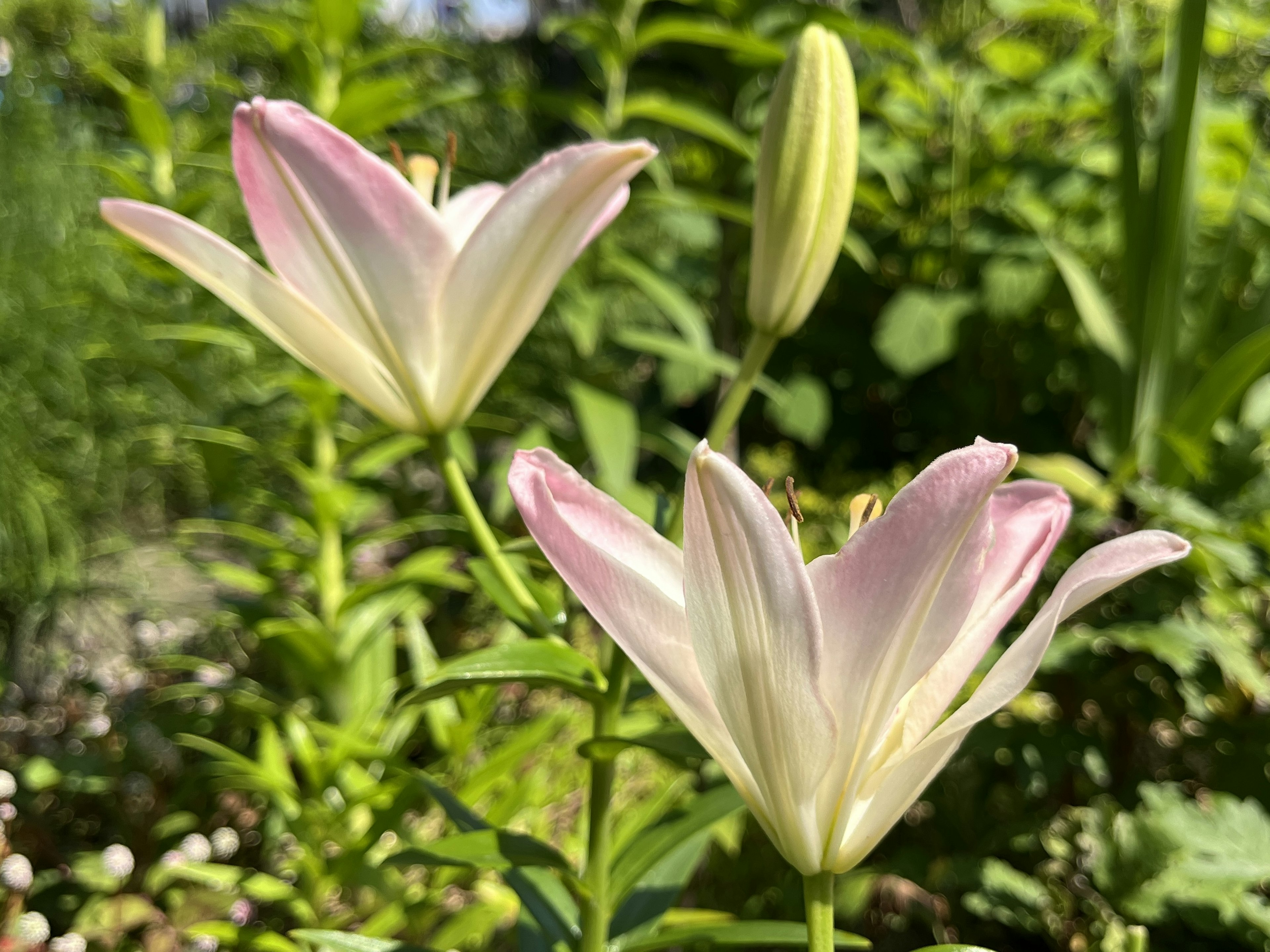 Des lys roses et blancs en fleurs sur fond vert