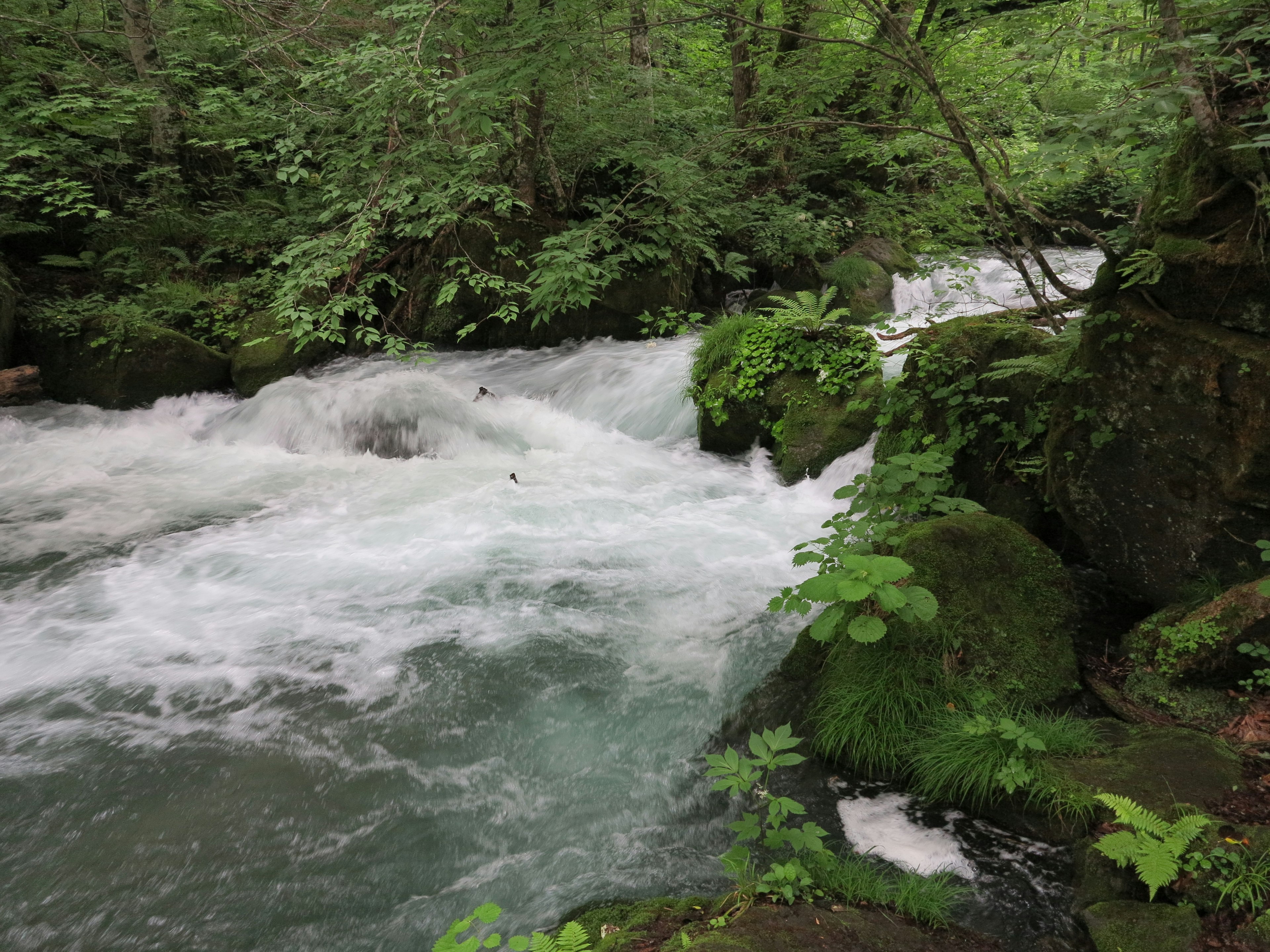 緑豊かな森の中を流れる急流の川の風景