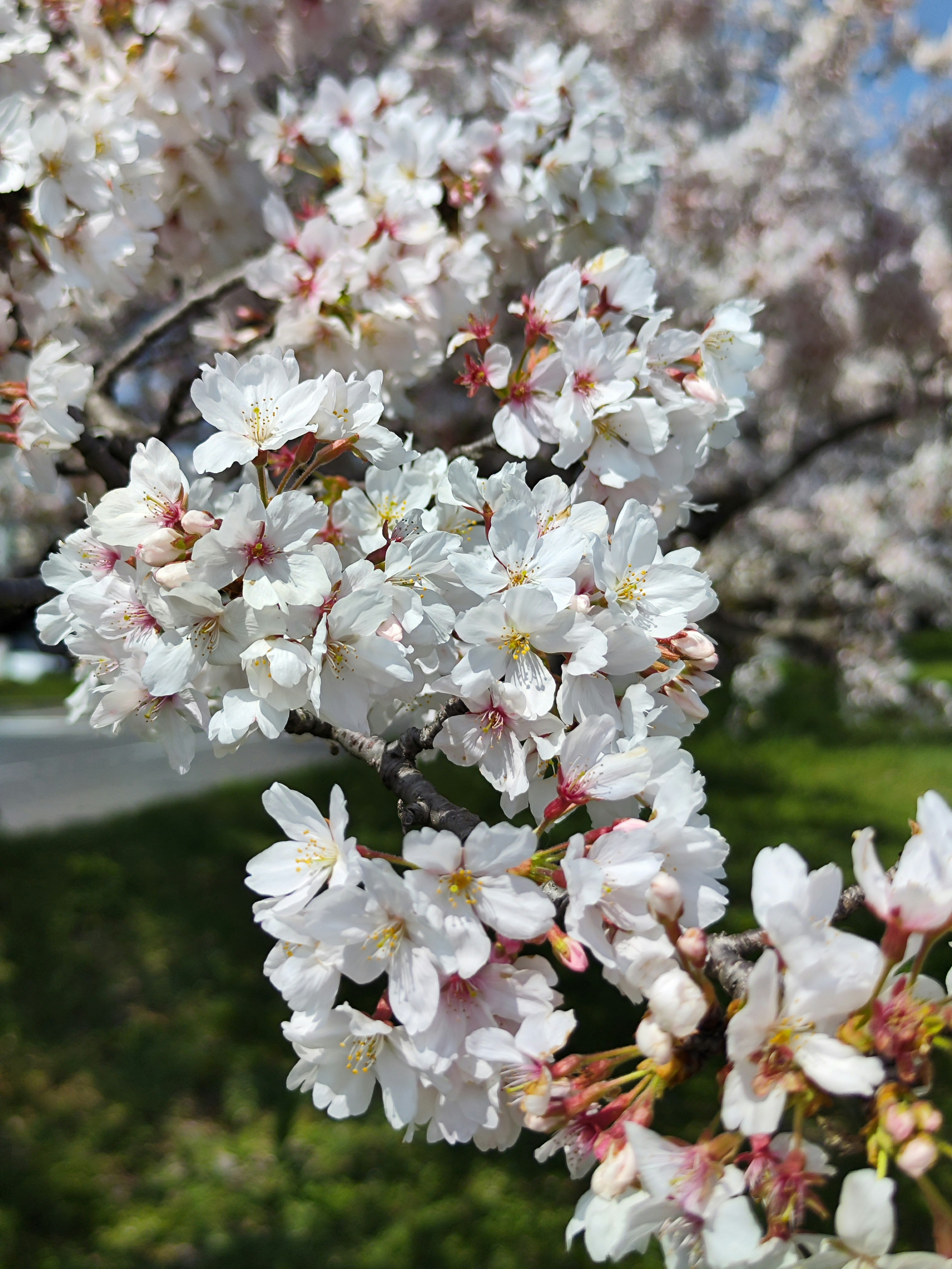 Kedekatan bunga sakura di cabang