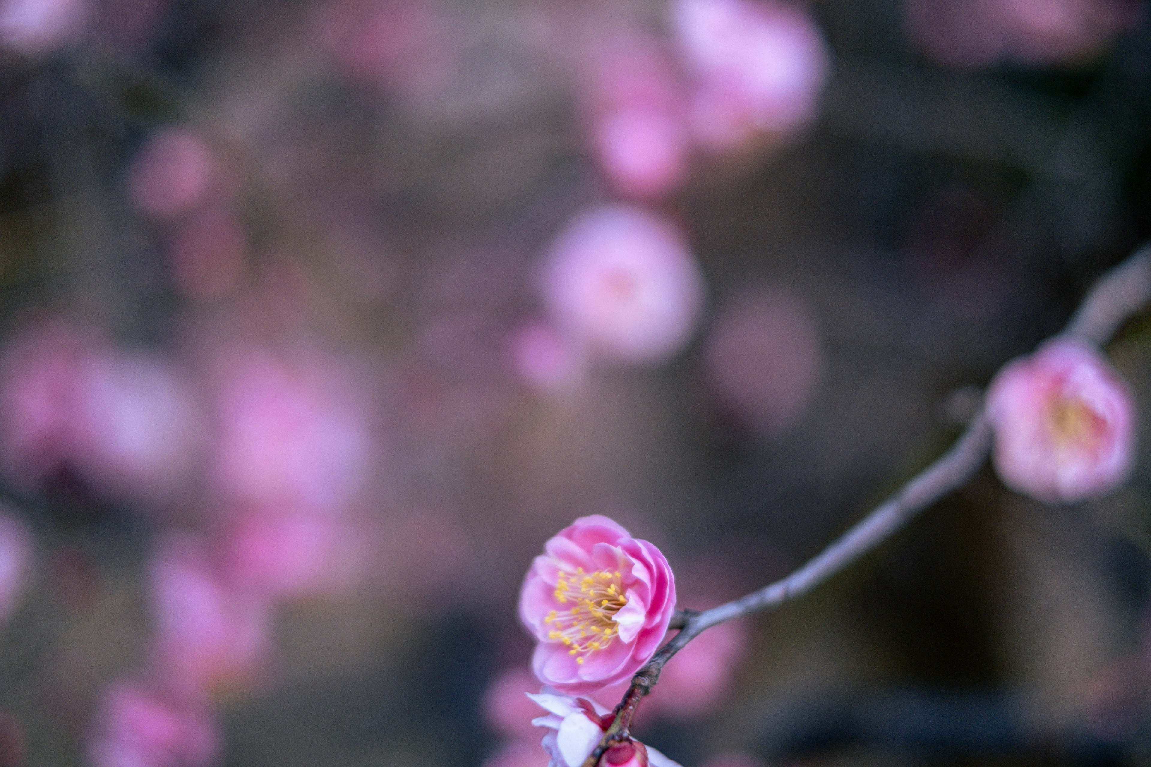 Nahaufnahme eines Zweigs mit rosa Blumen unscharfer Hintergrund