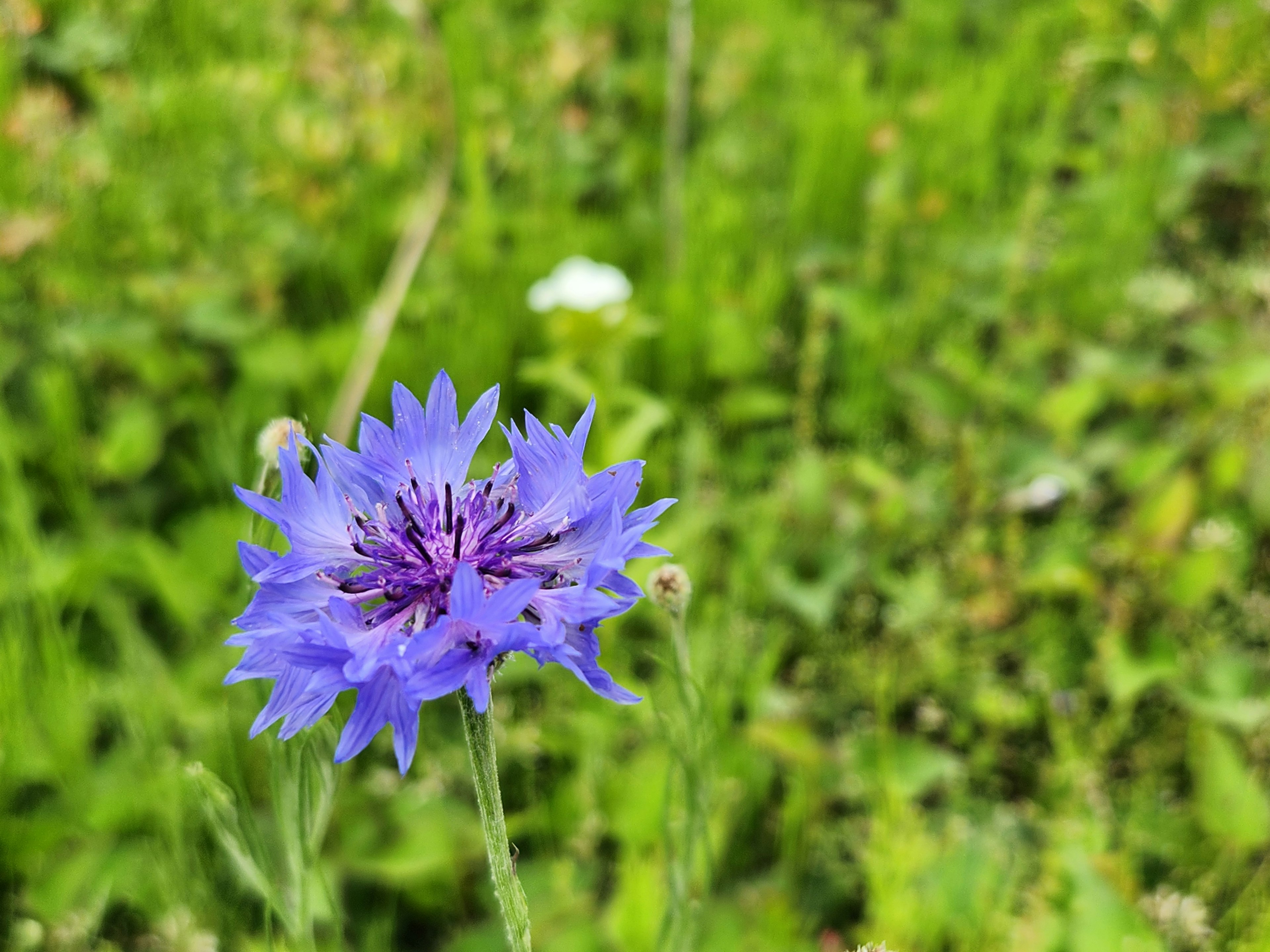 Lebendige lila Blume hebt sich vor grünem Hintergrund ab