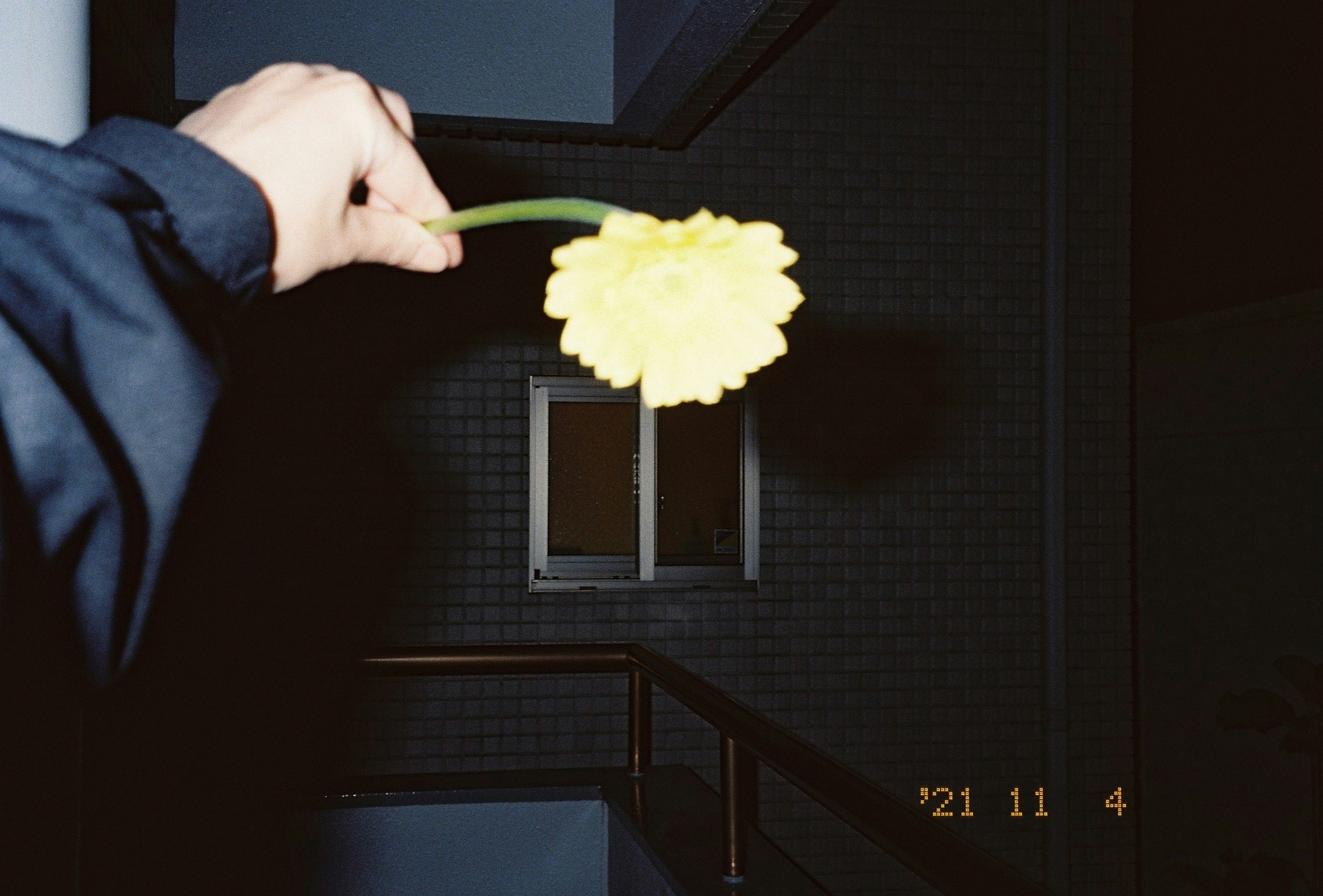 Person holding a yellow flower against a dark background