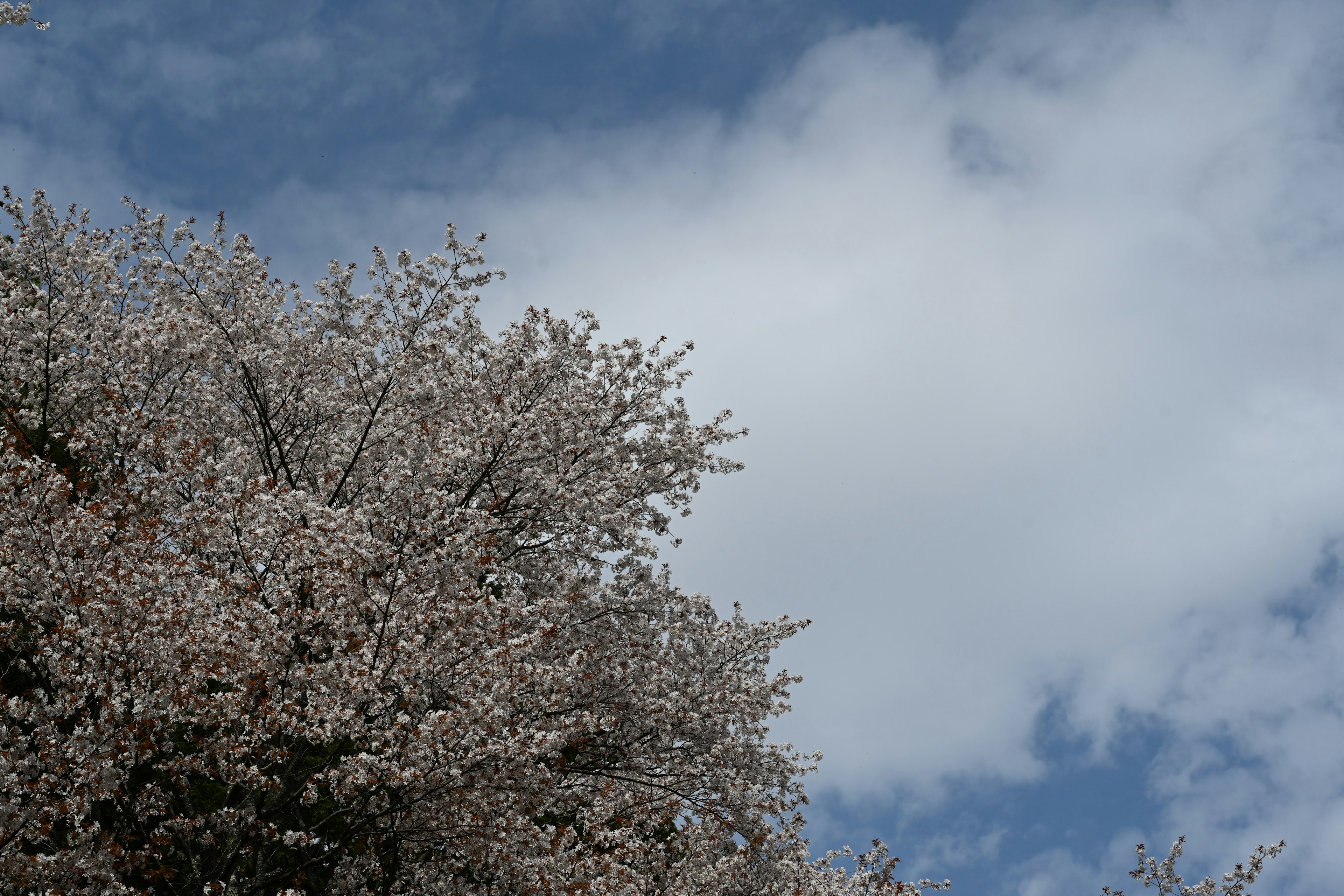 Bunga sakura mekar di bawah langit biru dengan awan putih