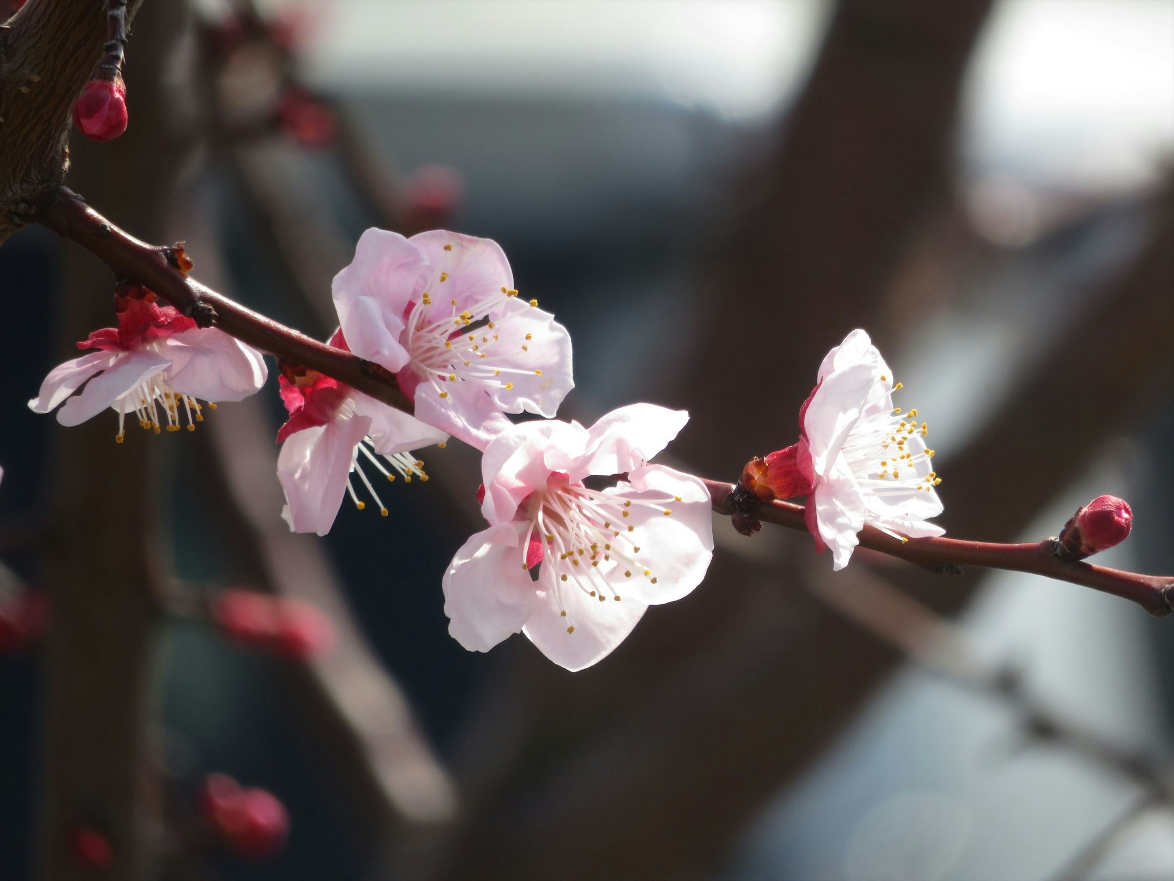 梅花枝的特写，带有淡粉色的花朵