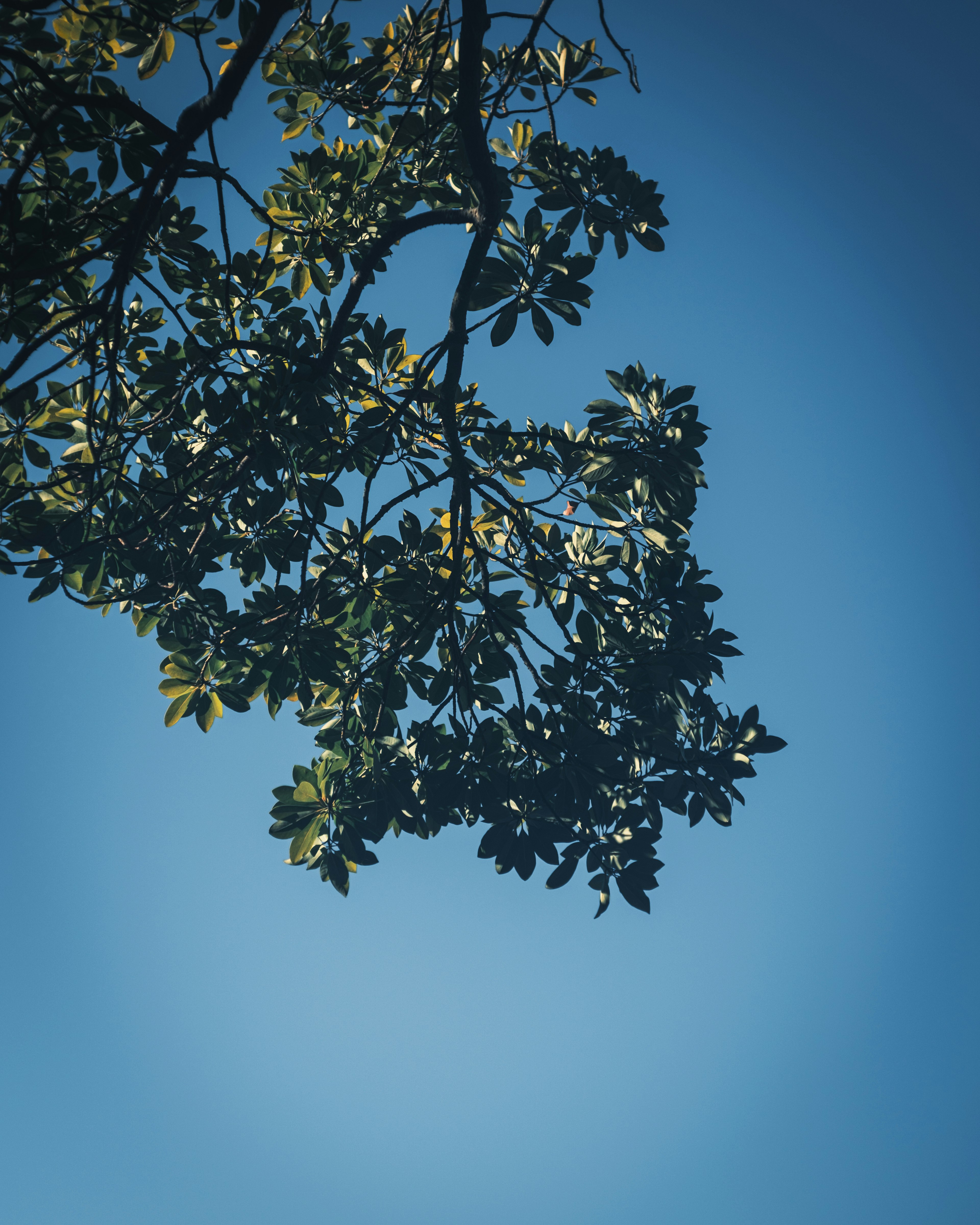 Branch of green leaves against a blue sky