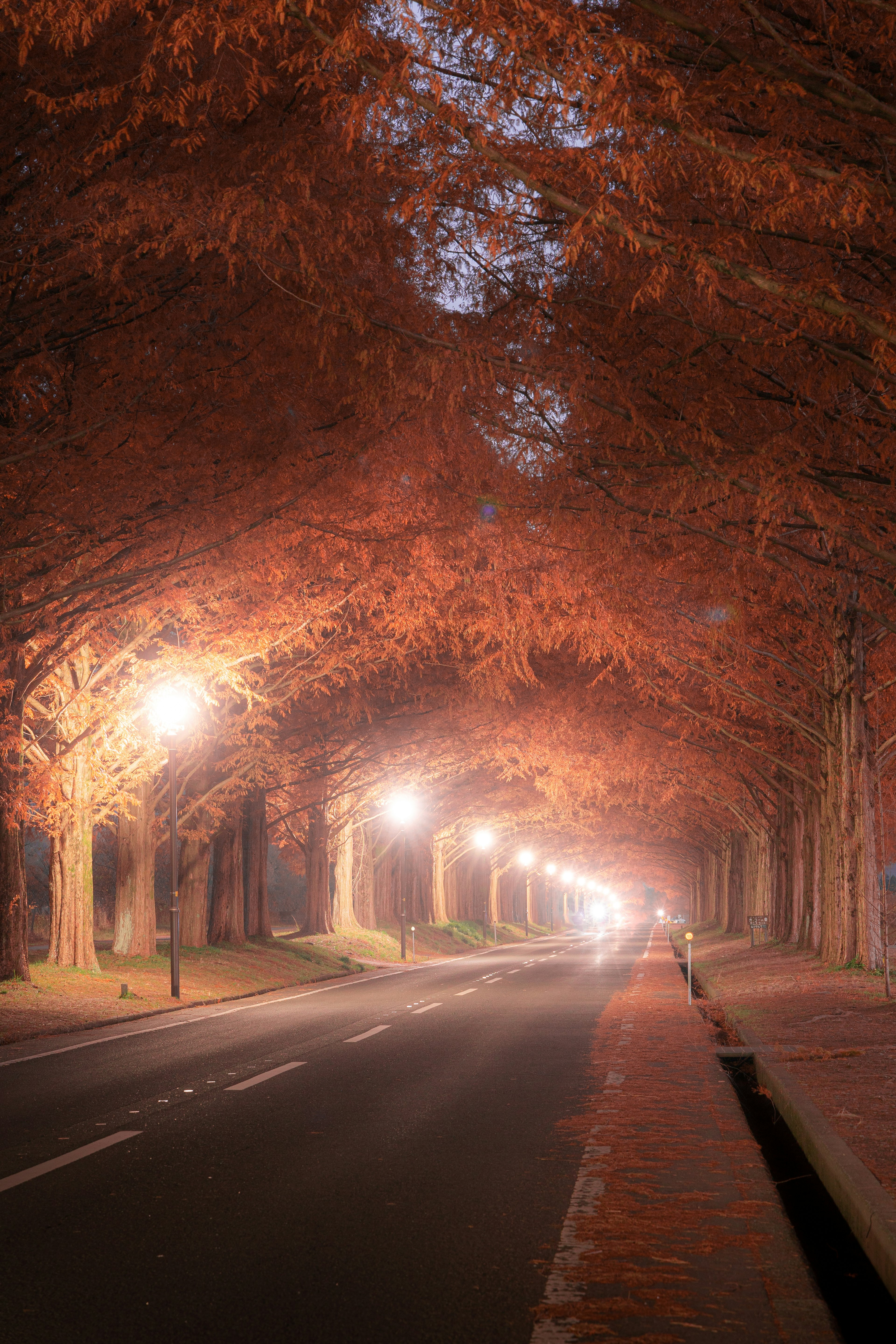 秋の紅葉に包まれた並木道の風景明るい街灯が並ぶ