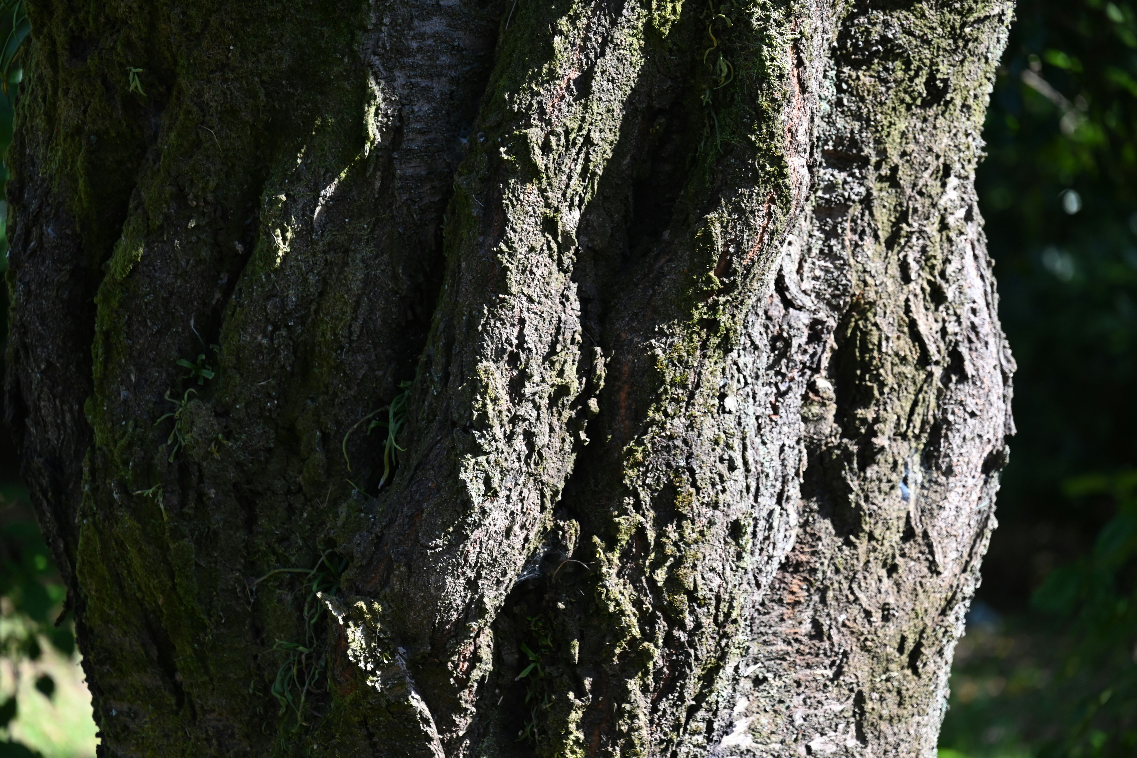 Texture détaillée et couleurs naturelles d'un tronc d'arbre