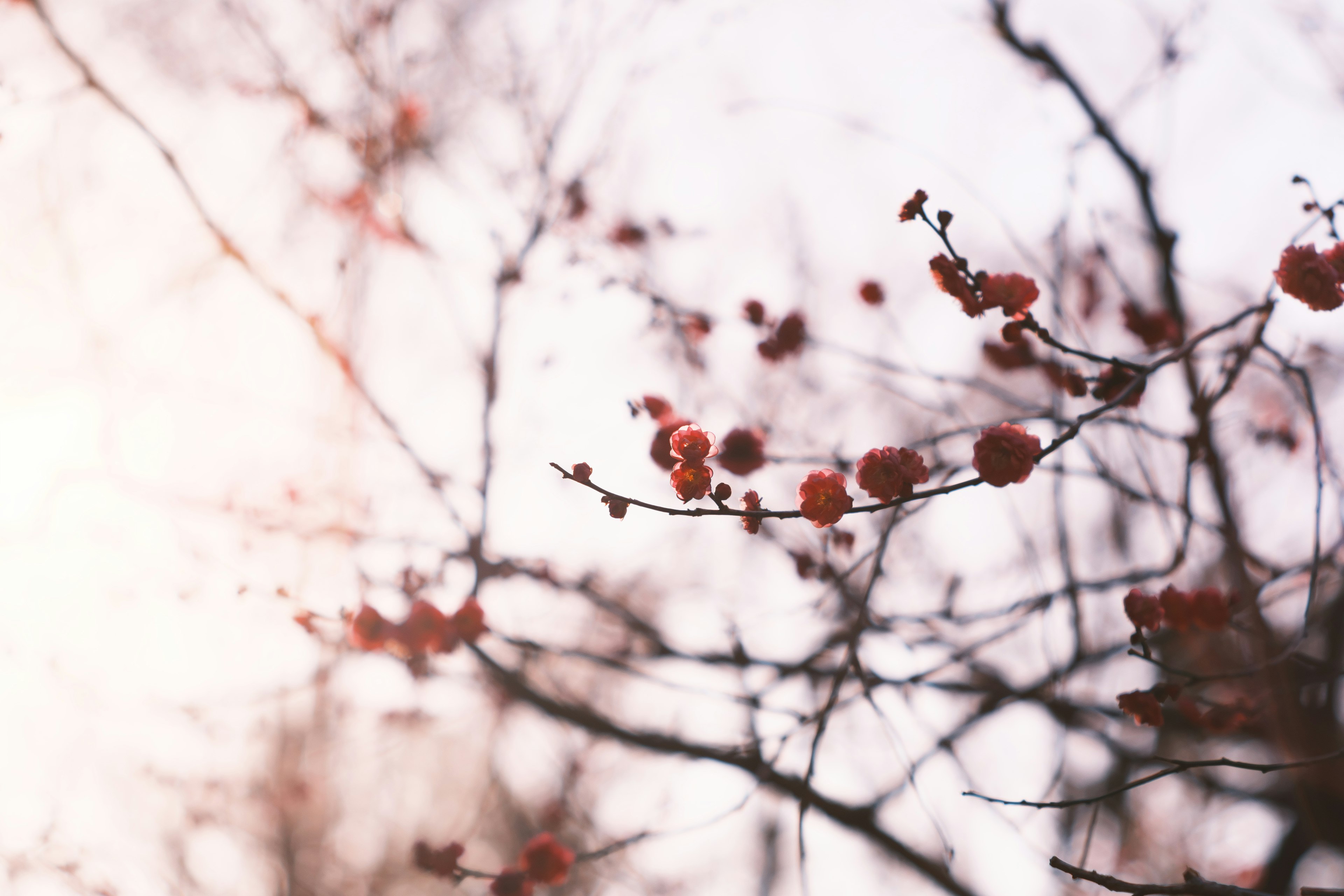 Red flowers blooming on branches in soft light