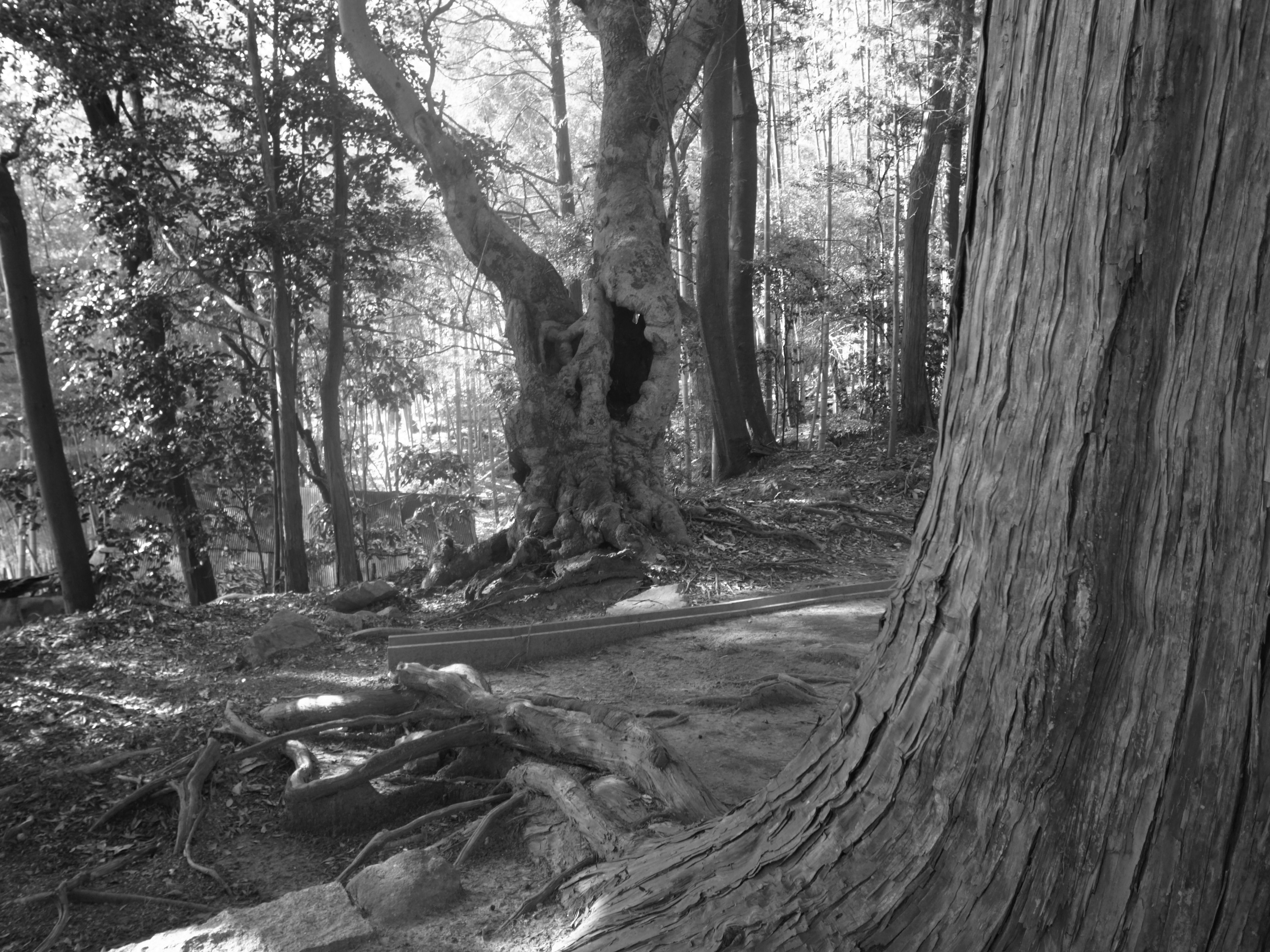 Black and white forest scene featuring a large tree trunk and roots