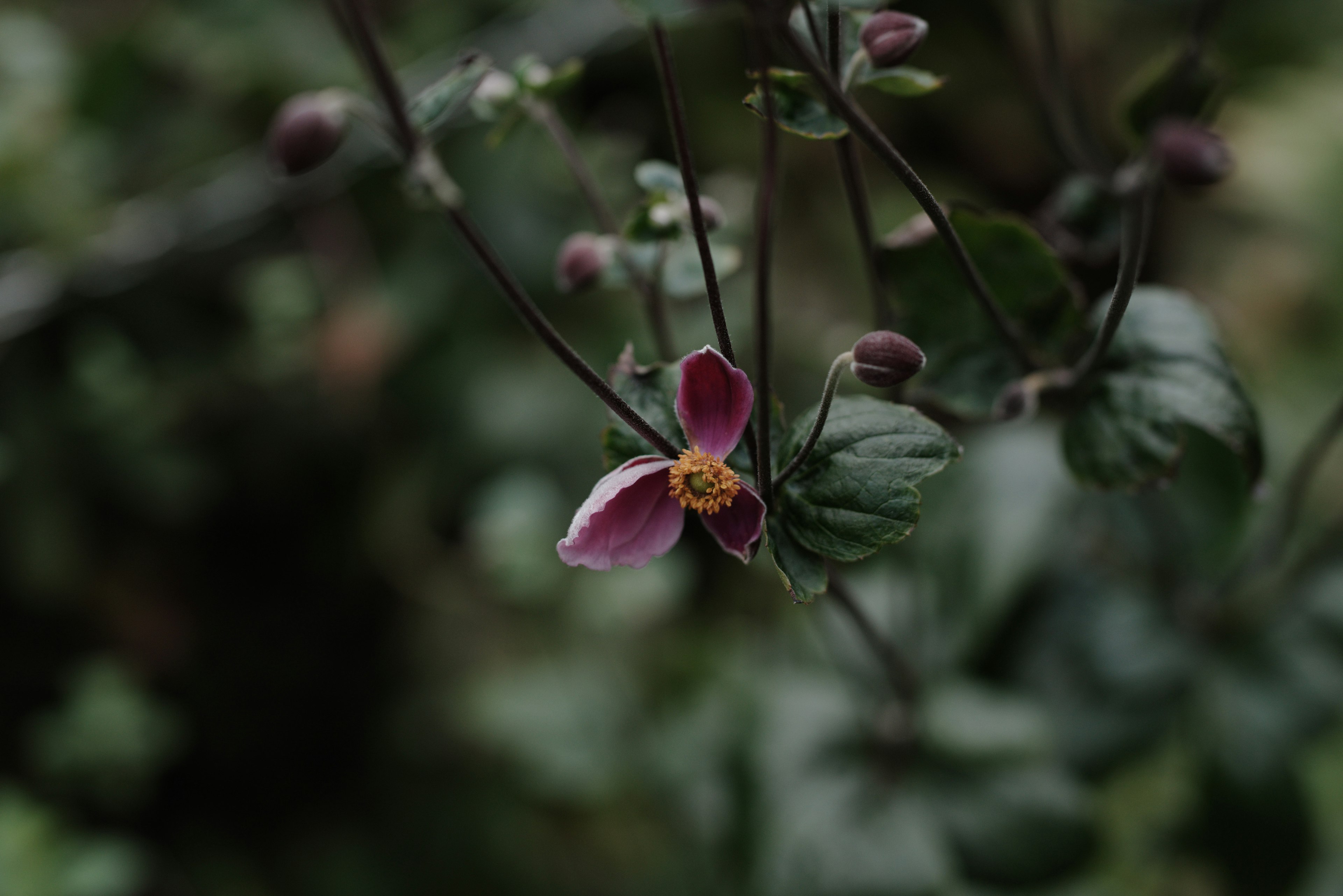 Primer plano de una planta con una flor morada pálida y hojas verdes