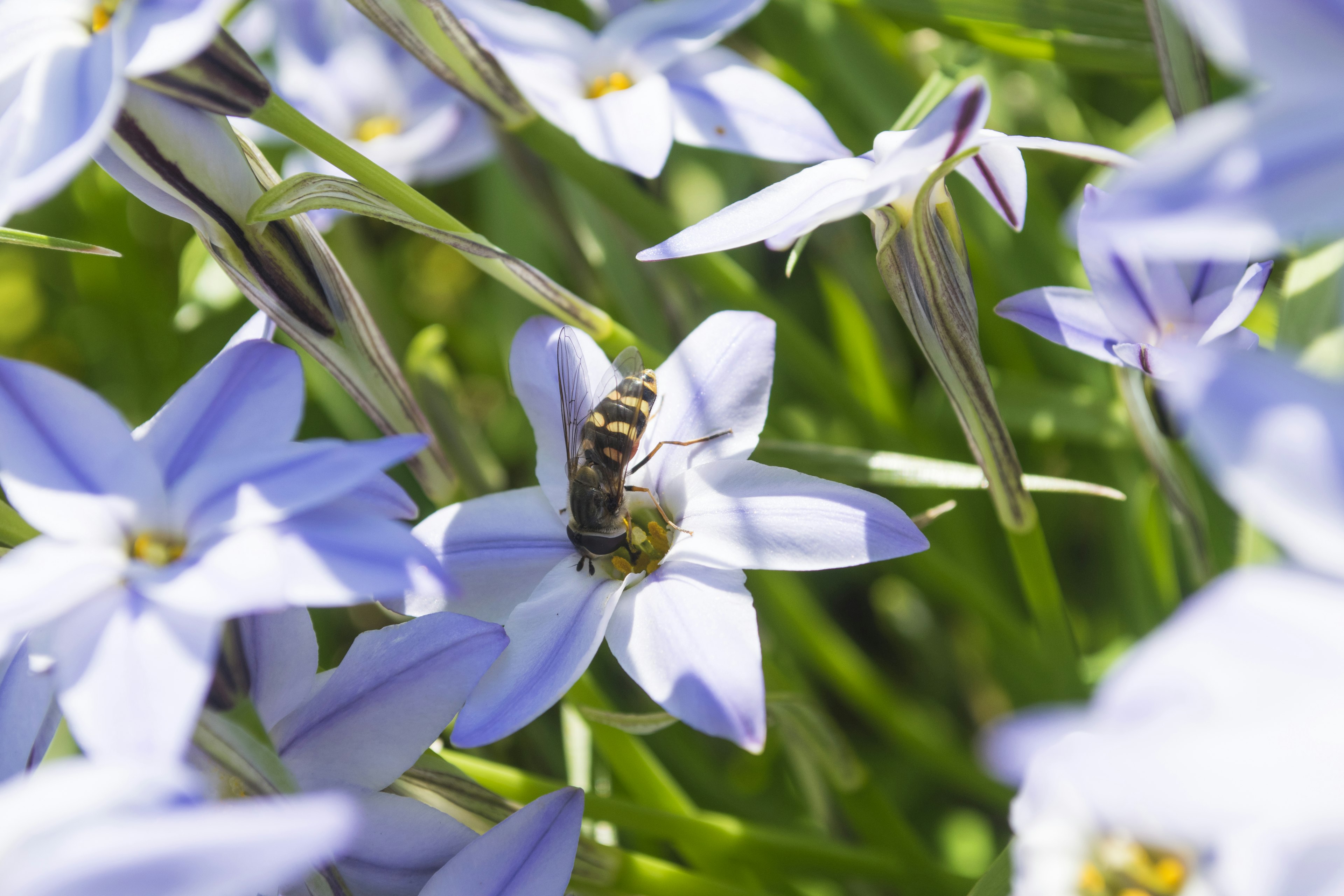 Gros plan d'une abeille sur des fleurs bleues