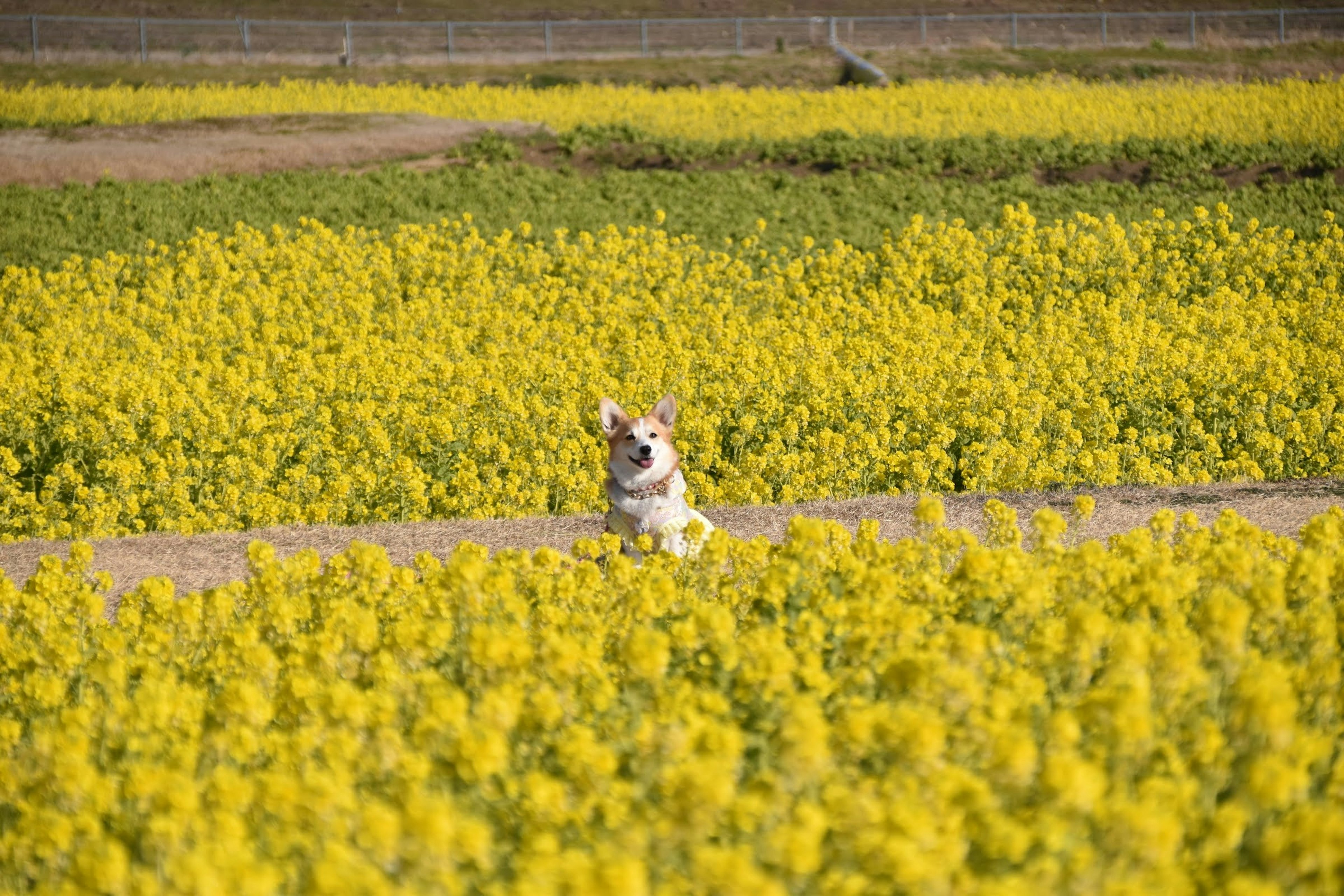 黄色い花畑の中にいる犬の写真