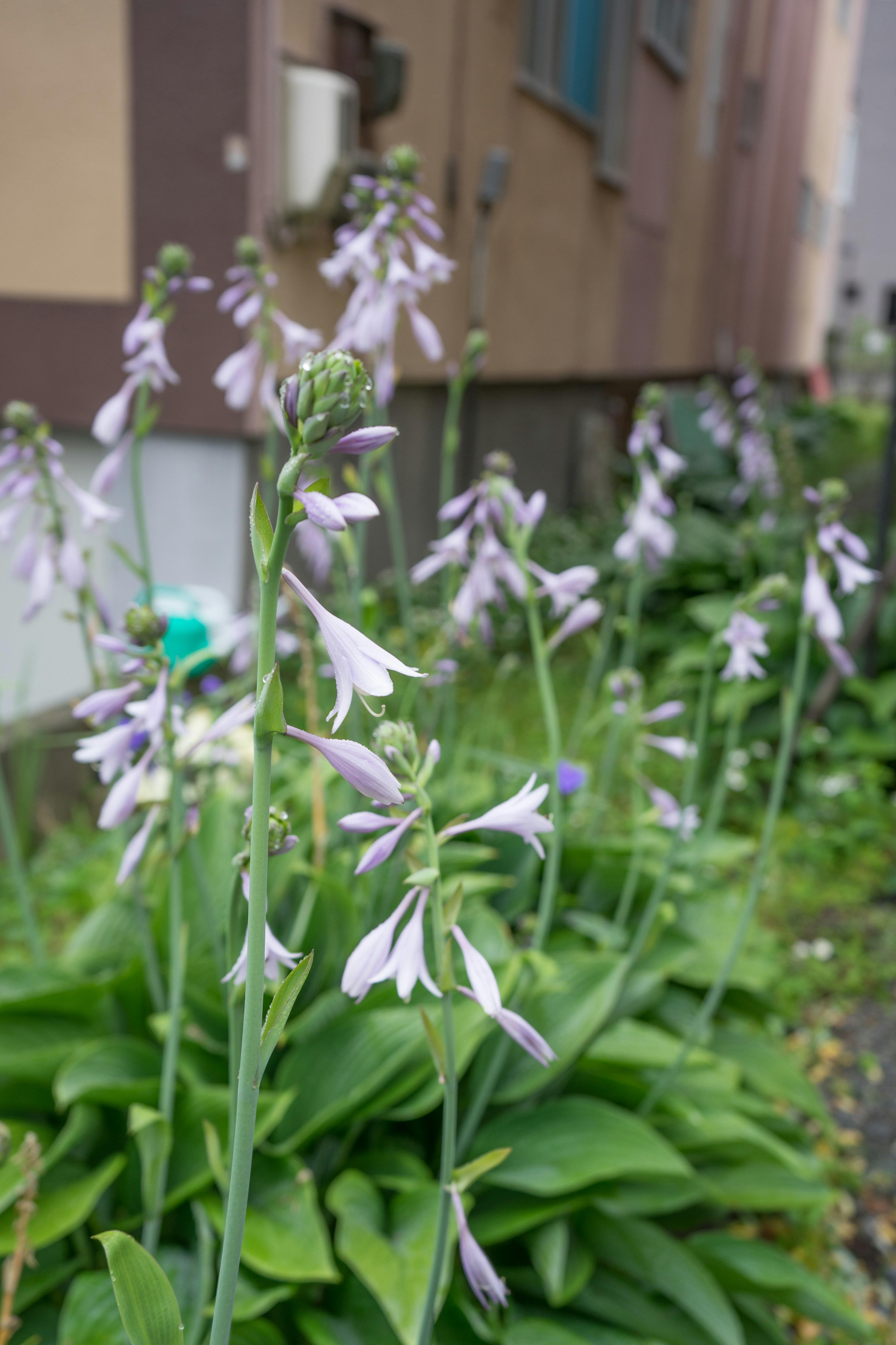 紫色の花を持つホスタの植物が並ぶ庭の風景