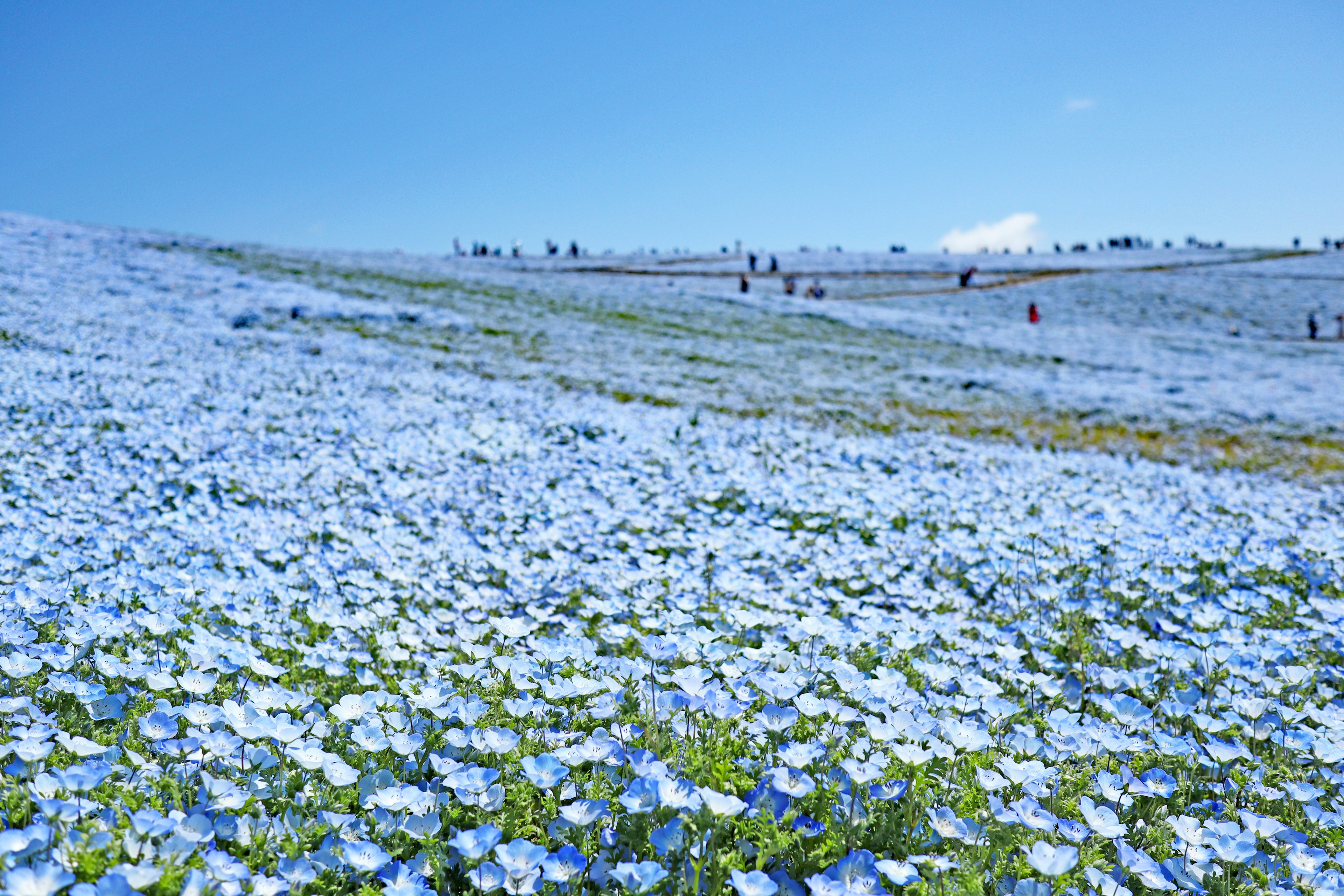 Eine Landschaft mit blauen Blumen, die einen Hügel bedecken, mit Menschen, die spazieren gehen