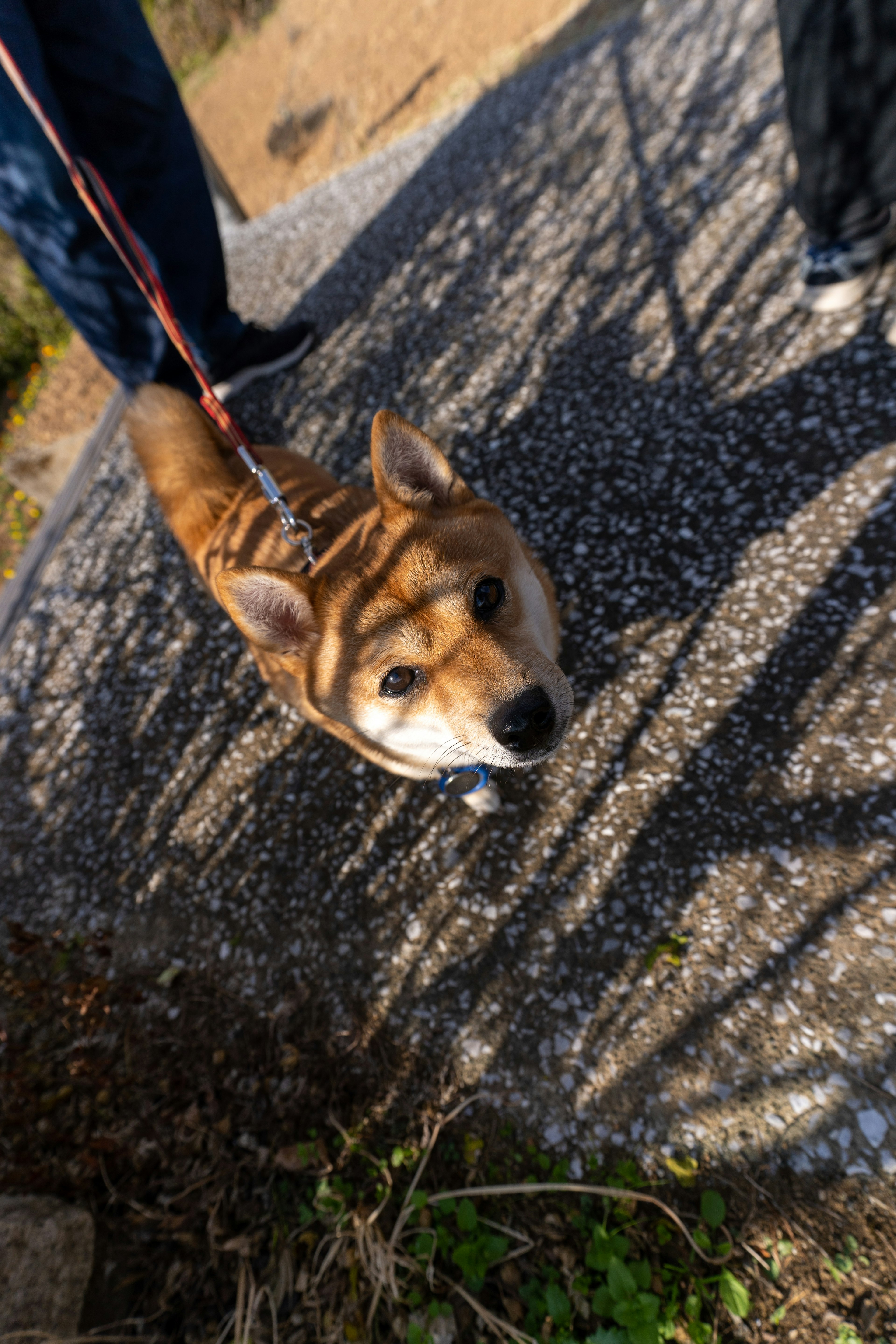 Anjing Shiba Inu dengan tali pengikat dan bulu coklat yang khas fitur wajah kaki pemilik di latar belakang