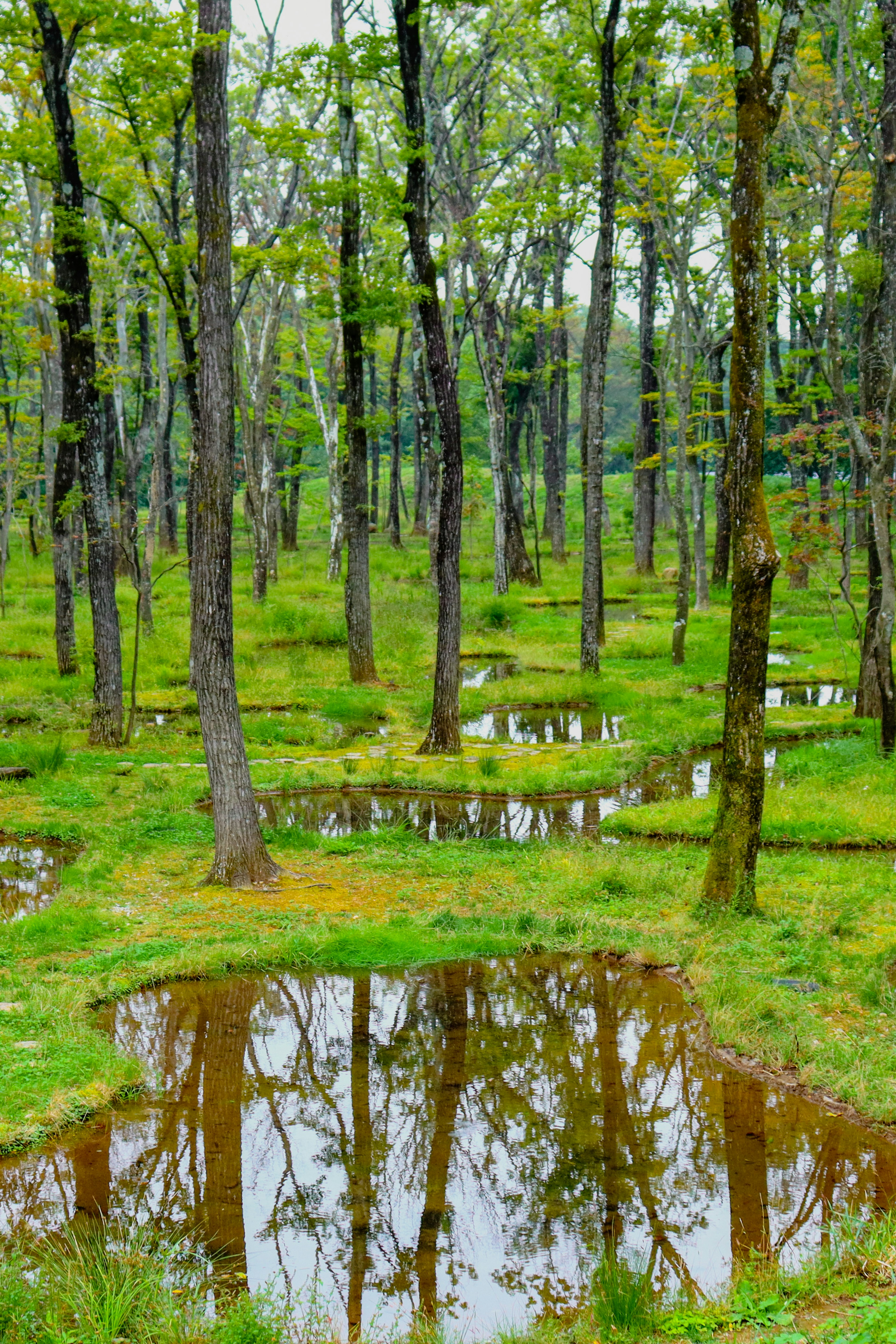 Paysage forestier avec des arbres verts et des flaques d'eau