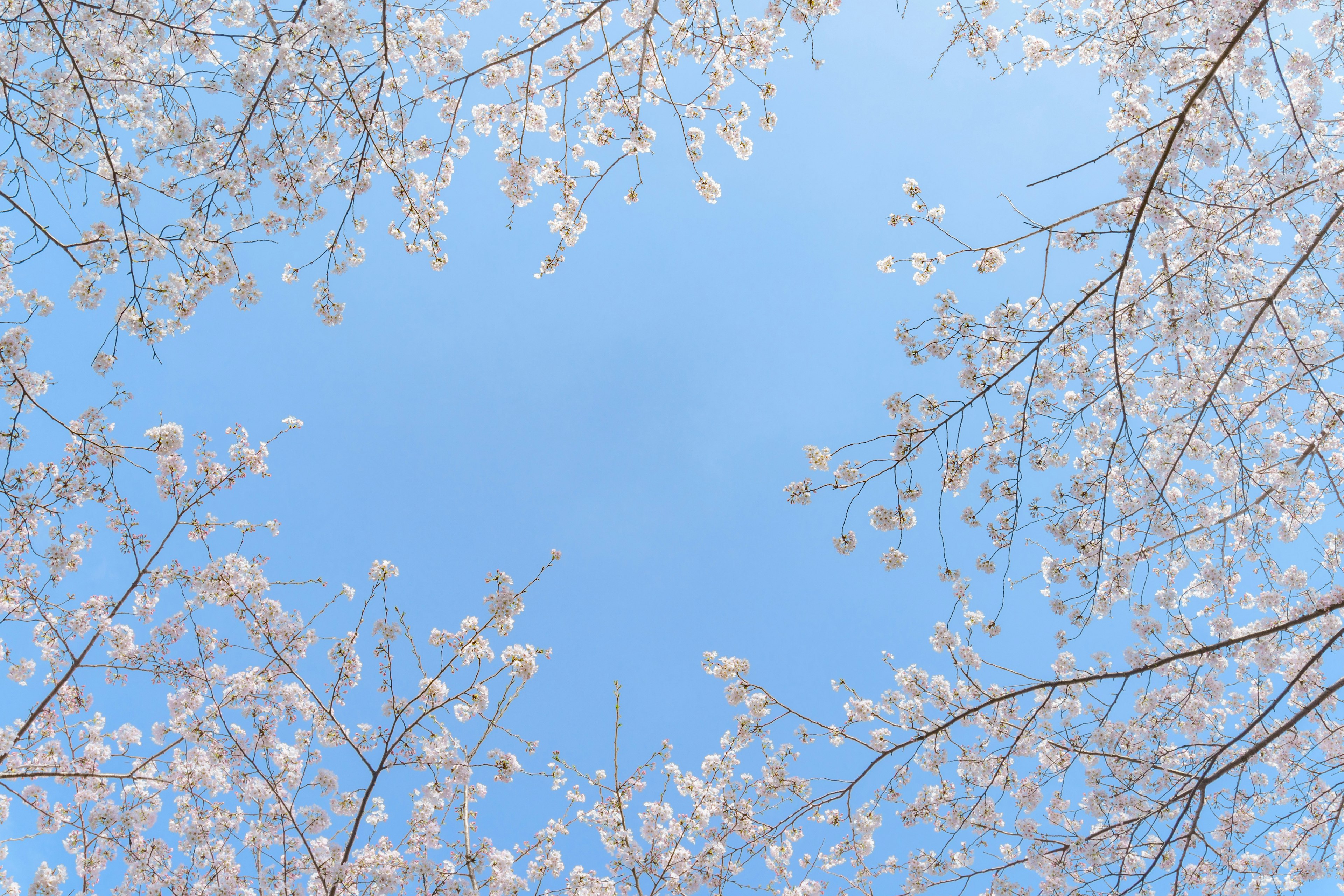 青空を背景にした桜の花が咲いている枝の写真