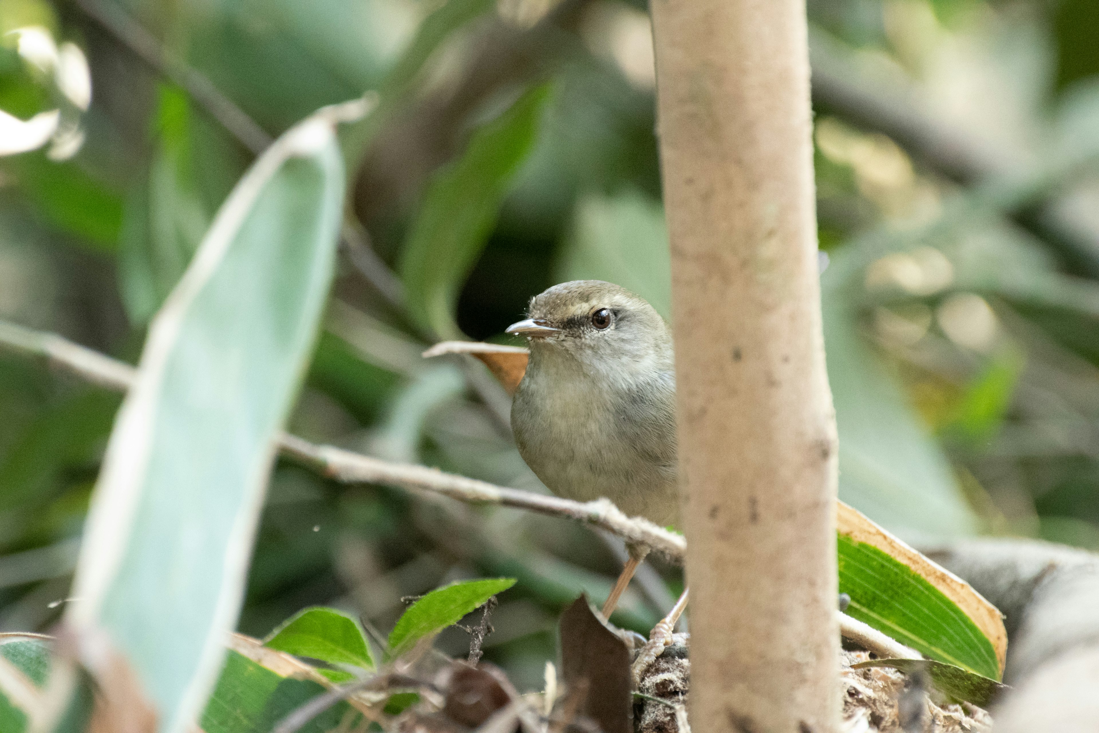 A small bird surrounded by green leaves in a natural setting