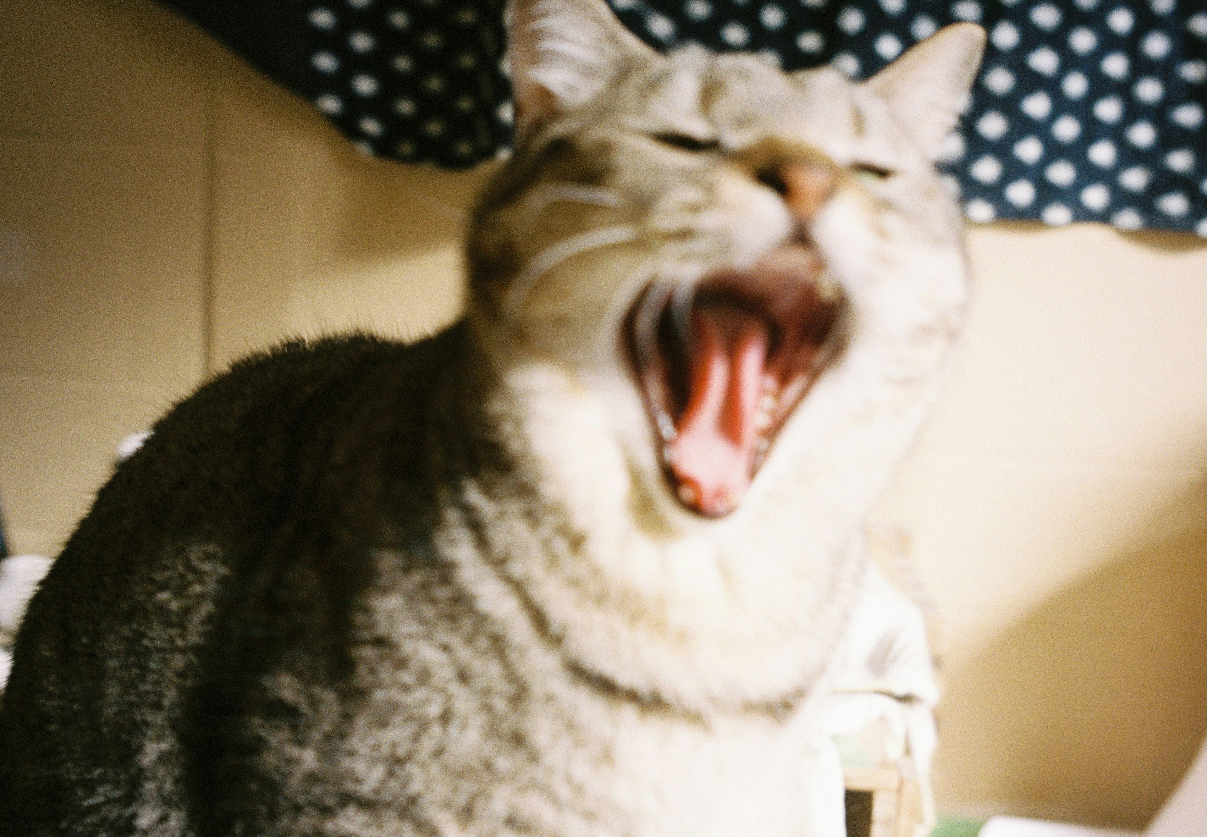 Image en gros plan d'un chat en train de bâiller