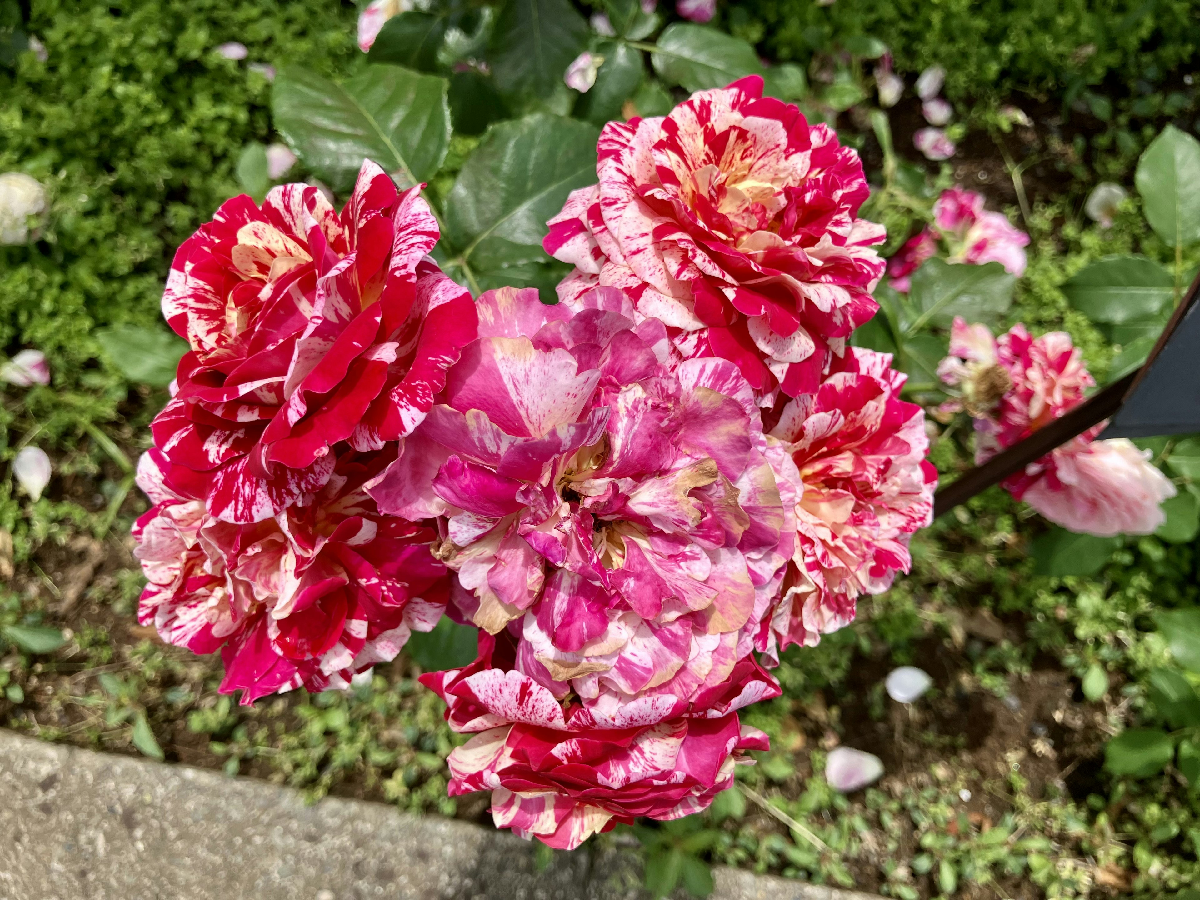 色とりどりのバラの花が咲いている様子