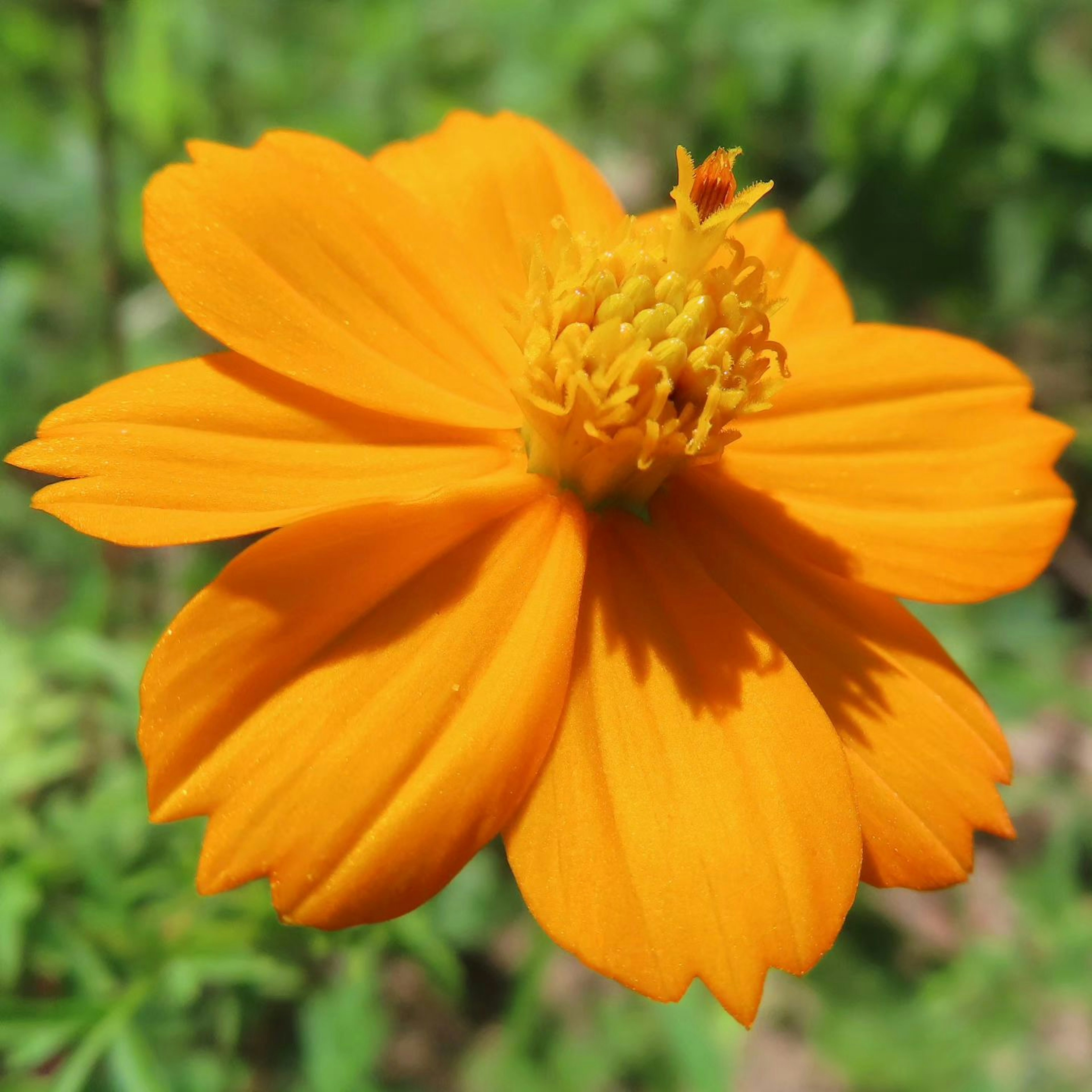 Gros plan sur une fleur orange vif avec un fond vert