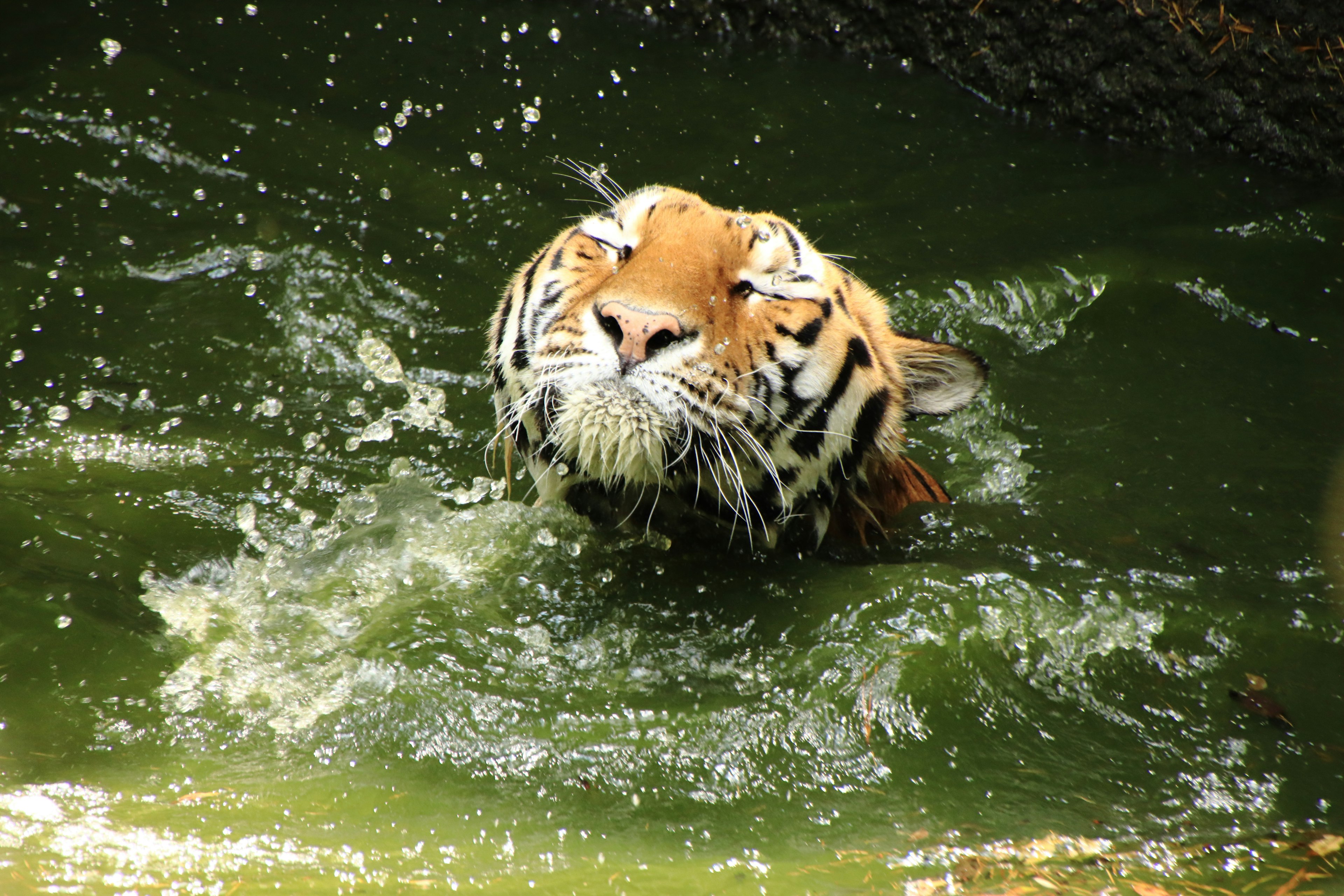 Testa di tigre che emerge dall'acqua con schizzi