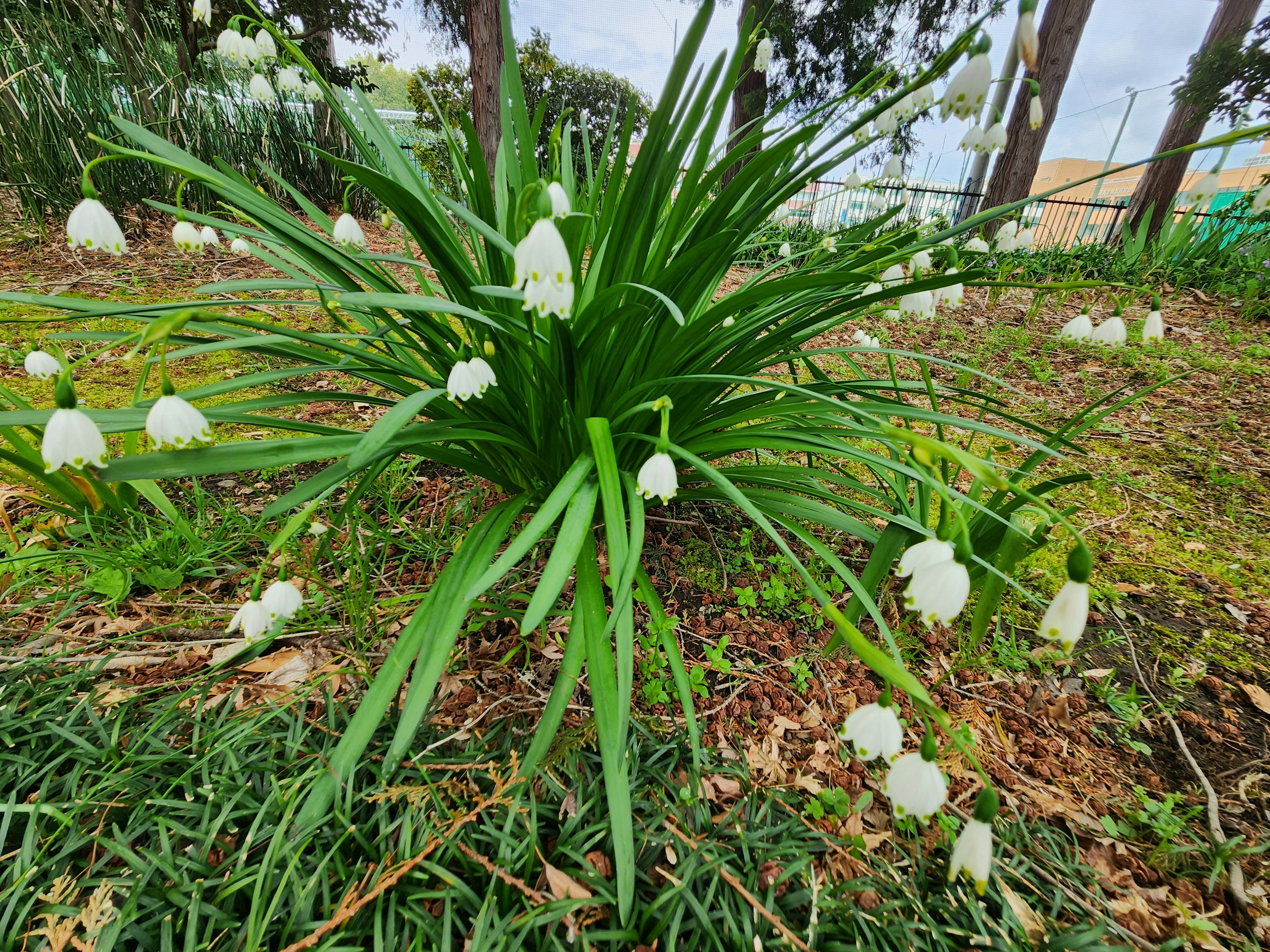 一簇白花被綠色葉子包圍