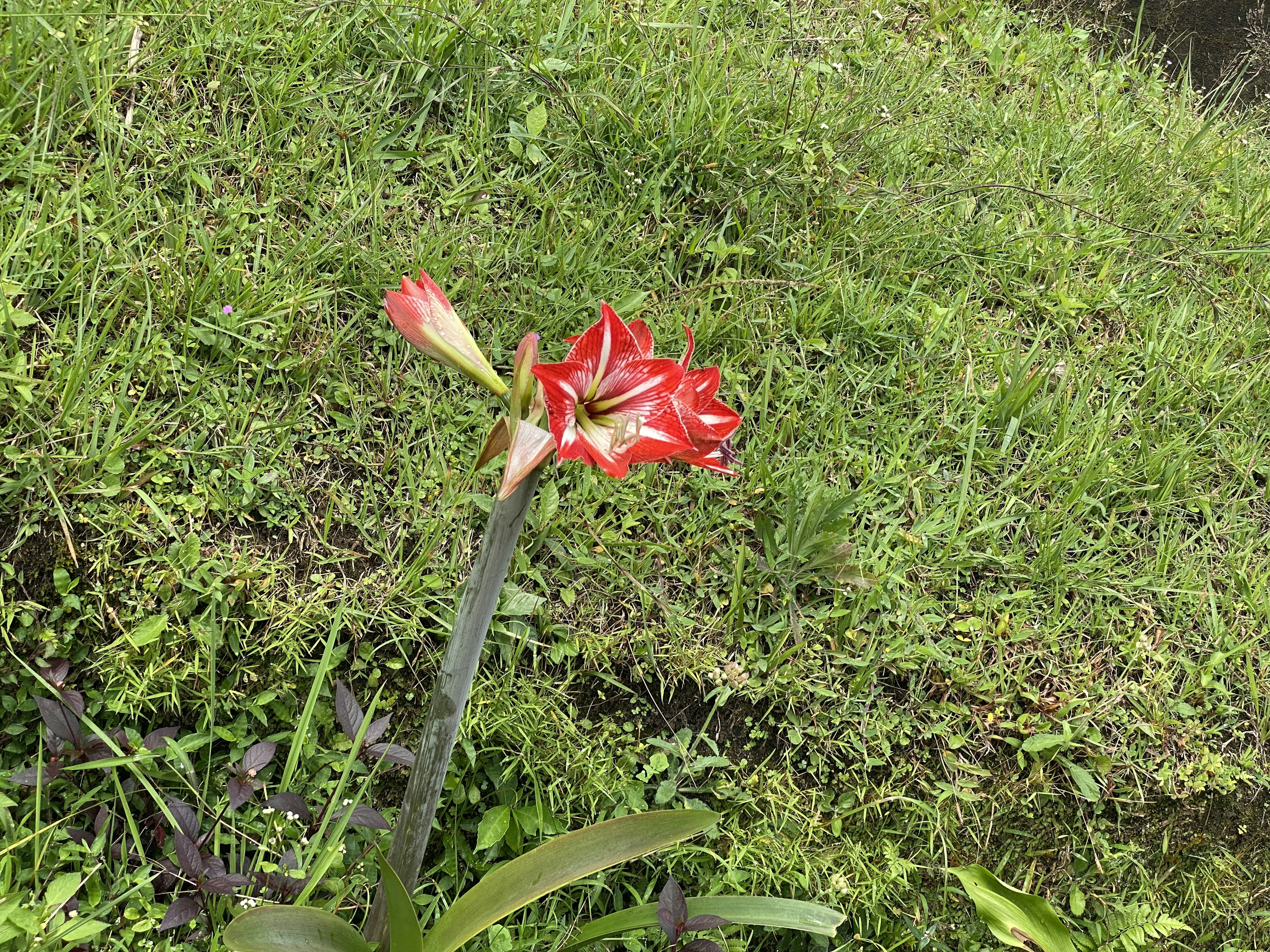 Un fiore rosso che sboccia tra l'erba verde