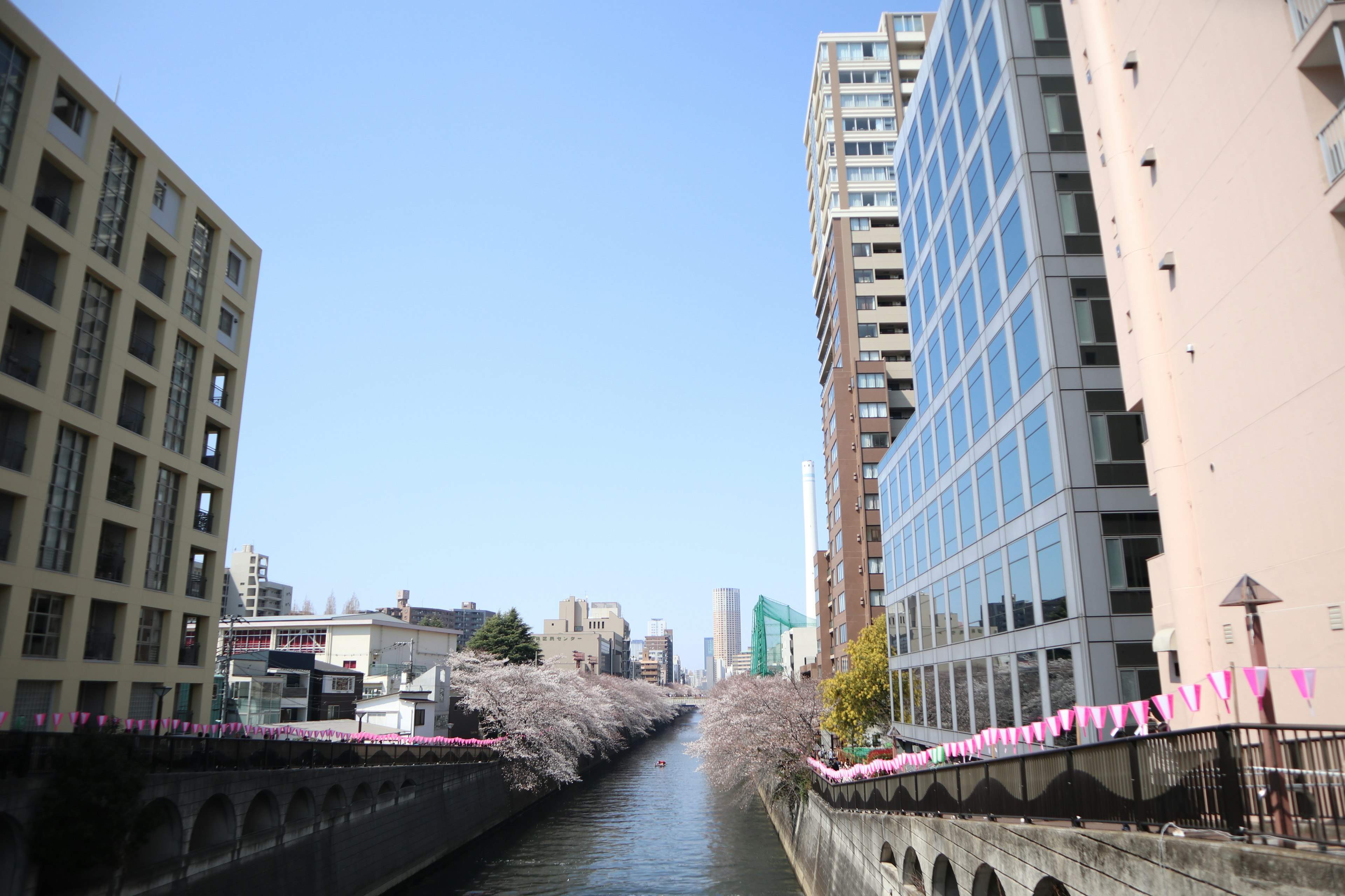 桜の並木がある川の風景と高層ビル