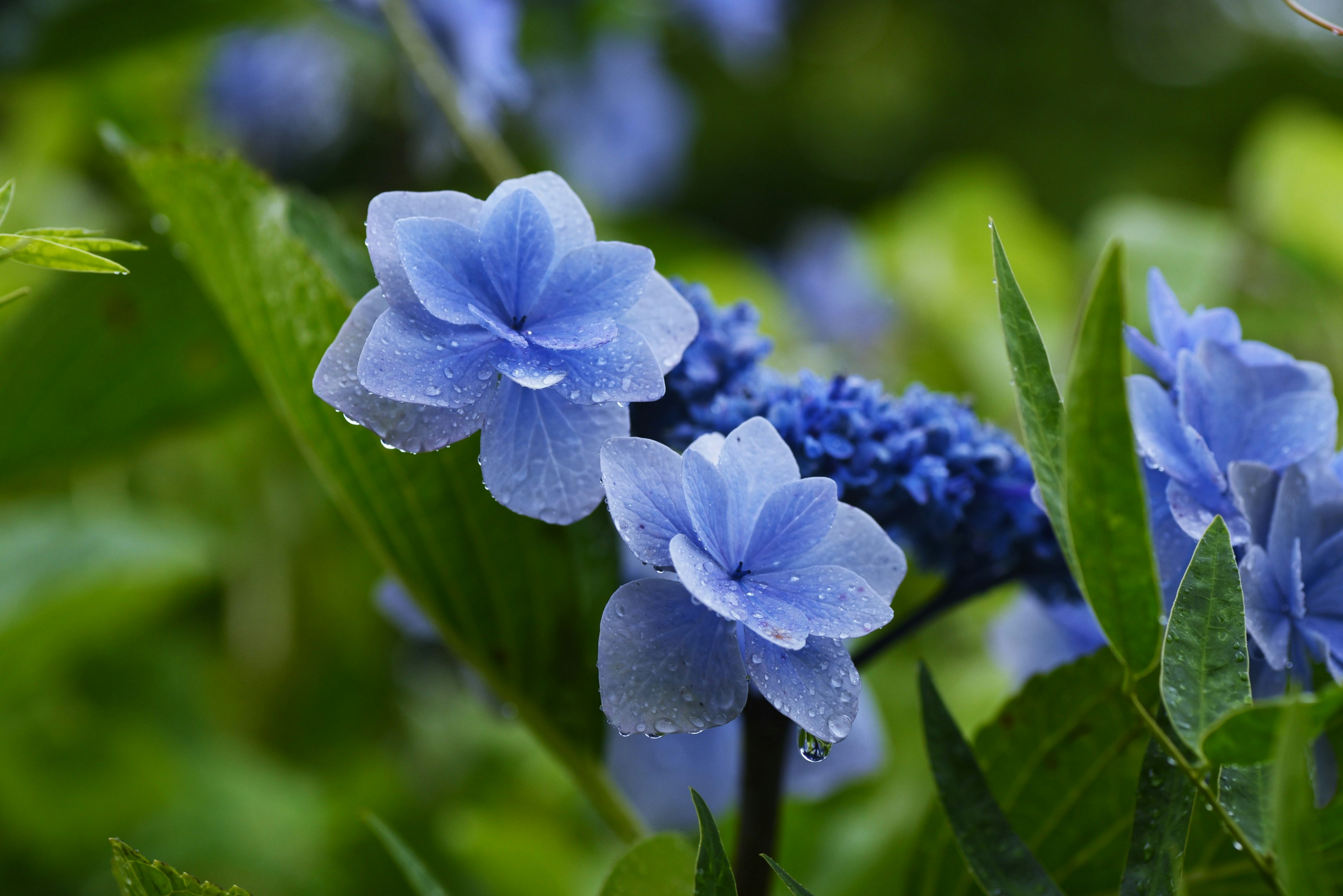 Hermosa escena de flores azules y hojas verdes vibrantes