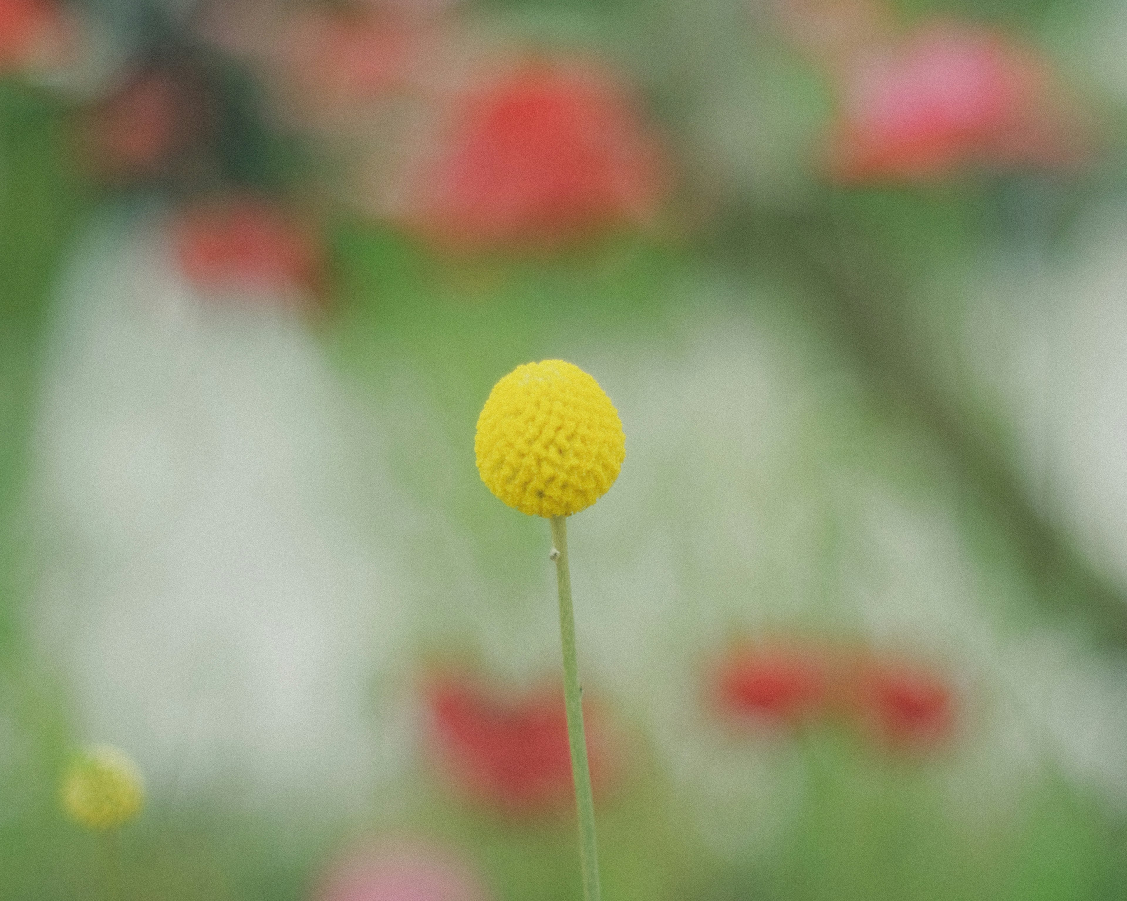 黄色いボール状の花が緑の背景に浮かび上がる