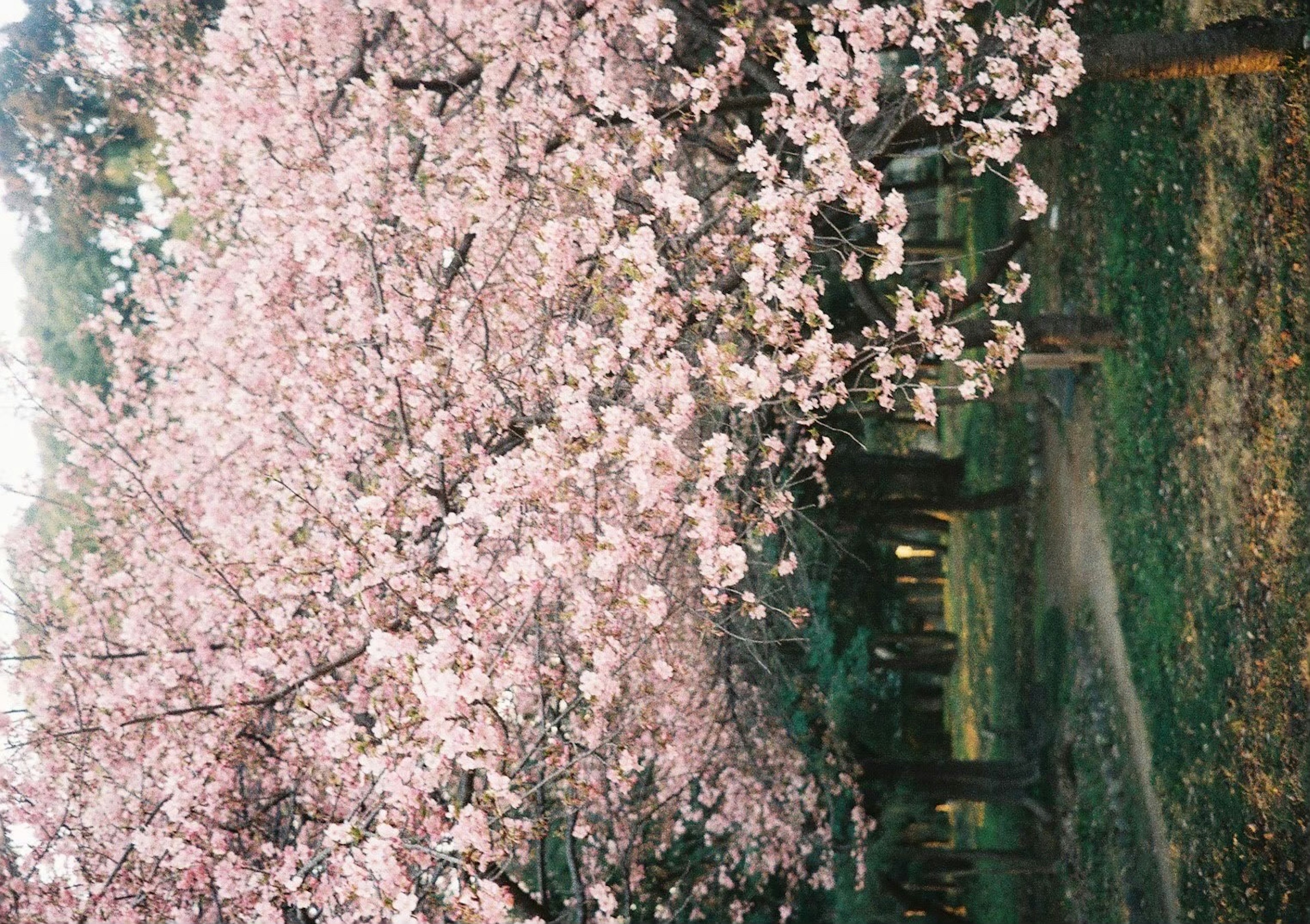 A beautiful cherry blossom tree in a park setting