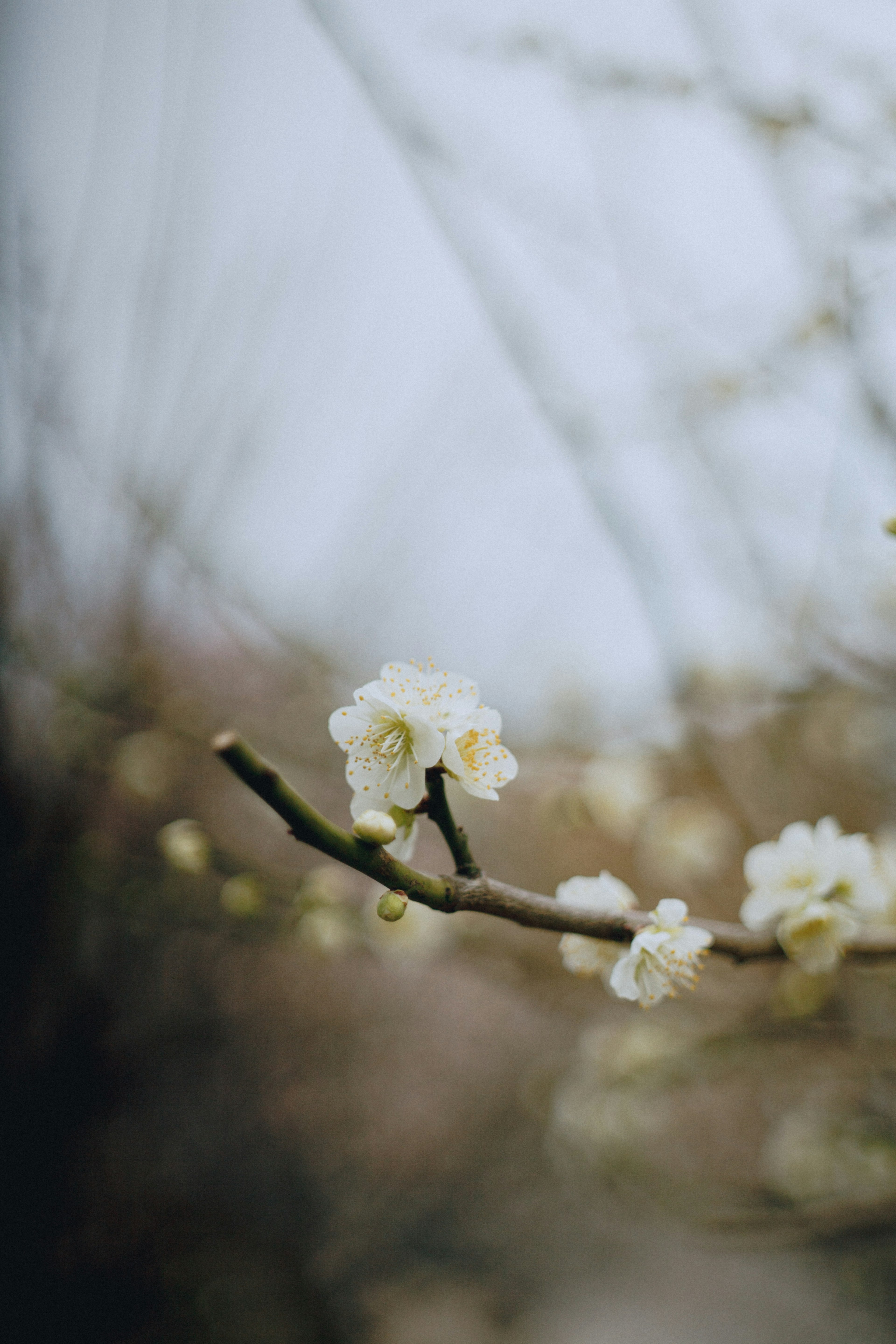 Nahaufnahme eines Zweigs mit weißen Blüten vor einem verschwommenen Hintergrund, der den Frühling andeutet