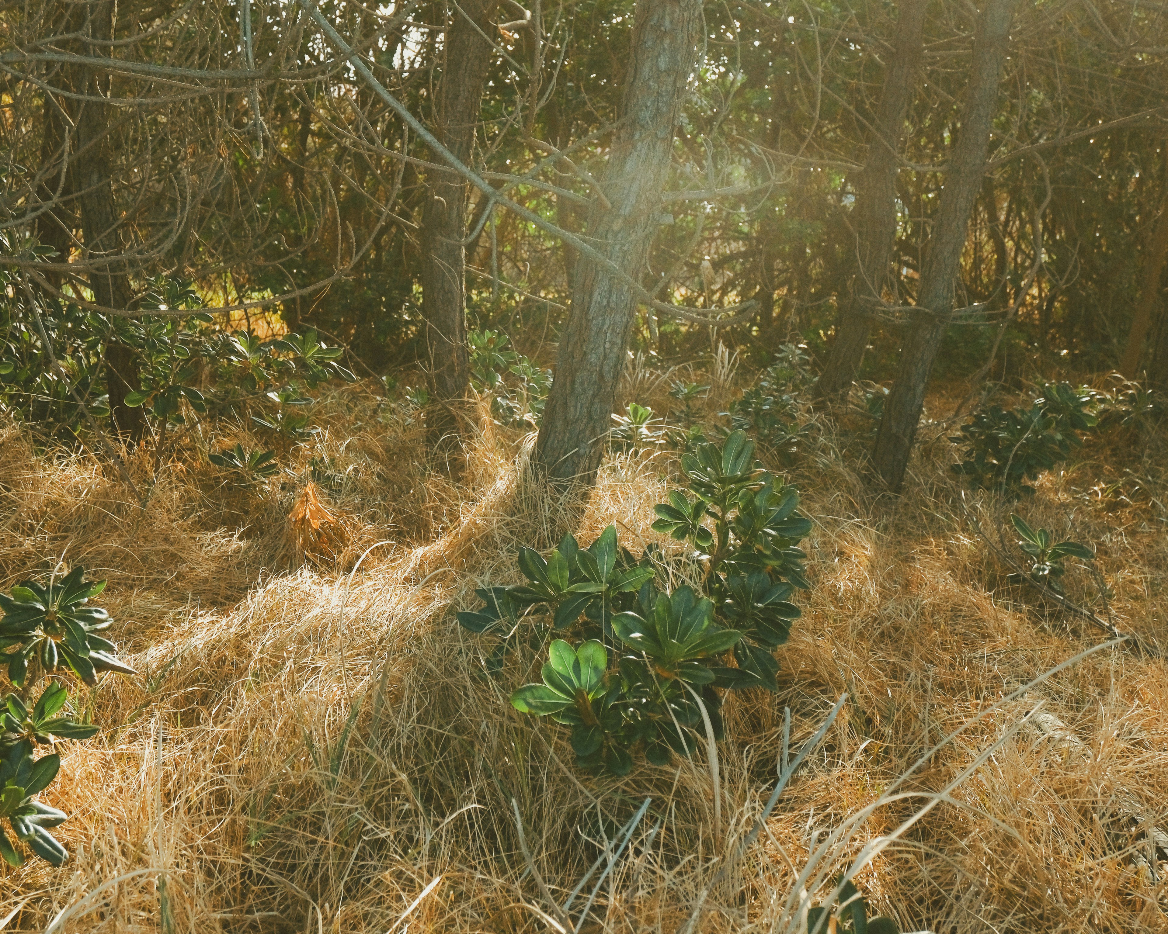 Scena di foresta tranquilla con erba e alberi