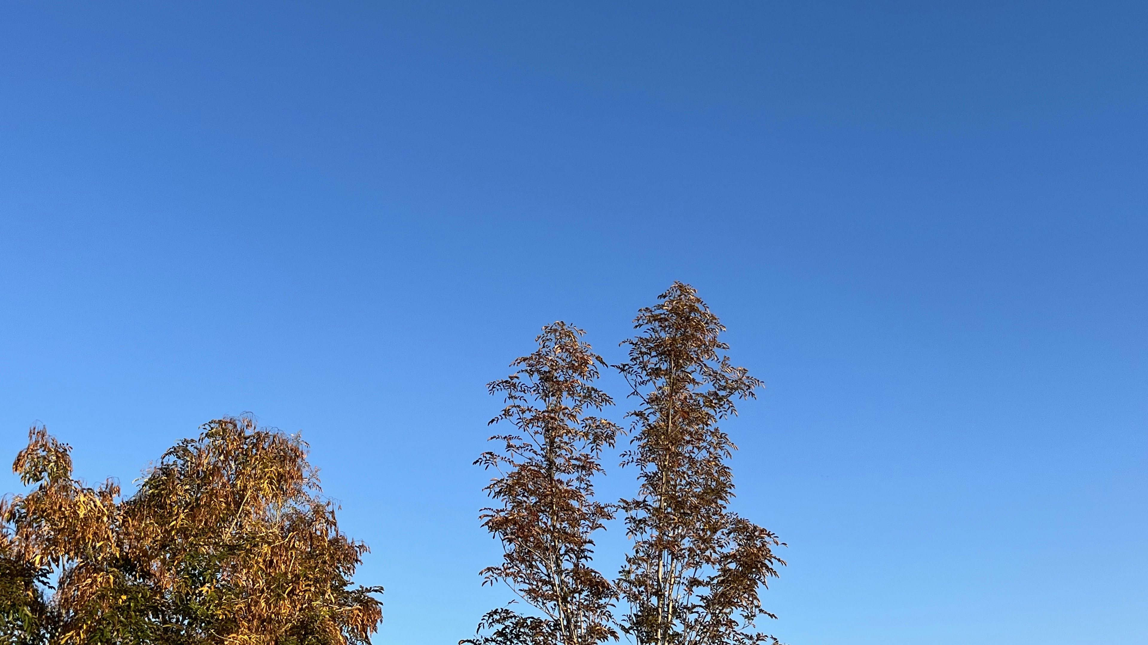 Cielo azul claro con árboles de otoño