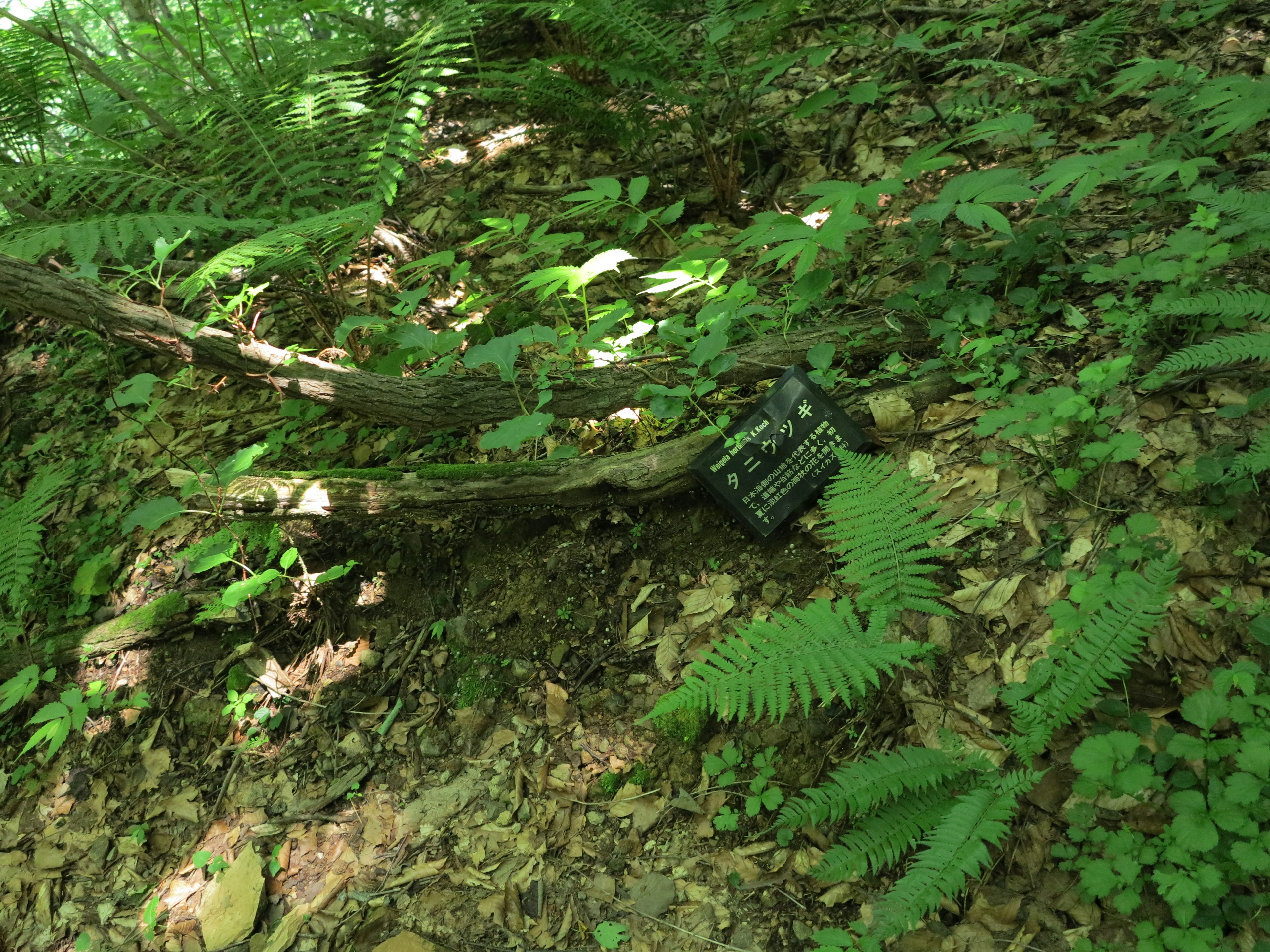 Ein schwarzes Gerät zwischen grünen Blättern und Holz platziert