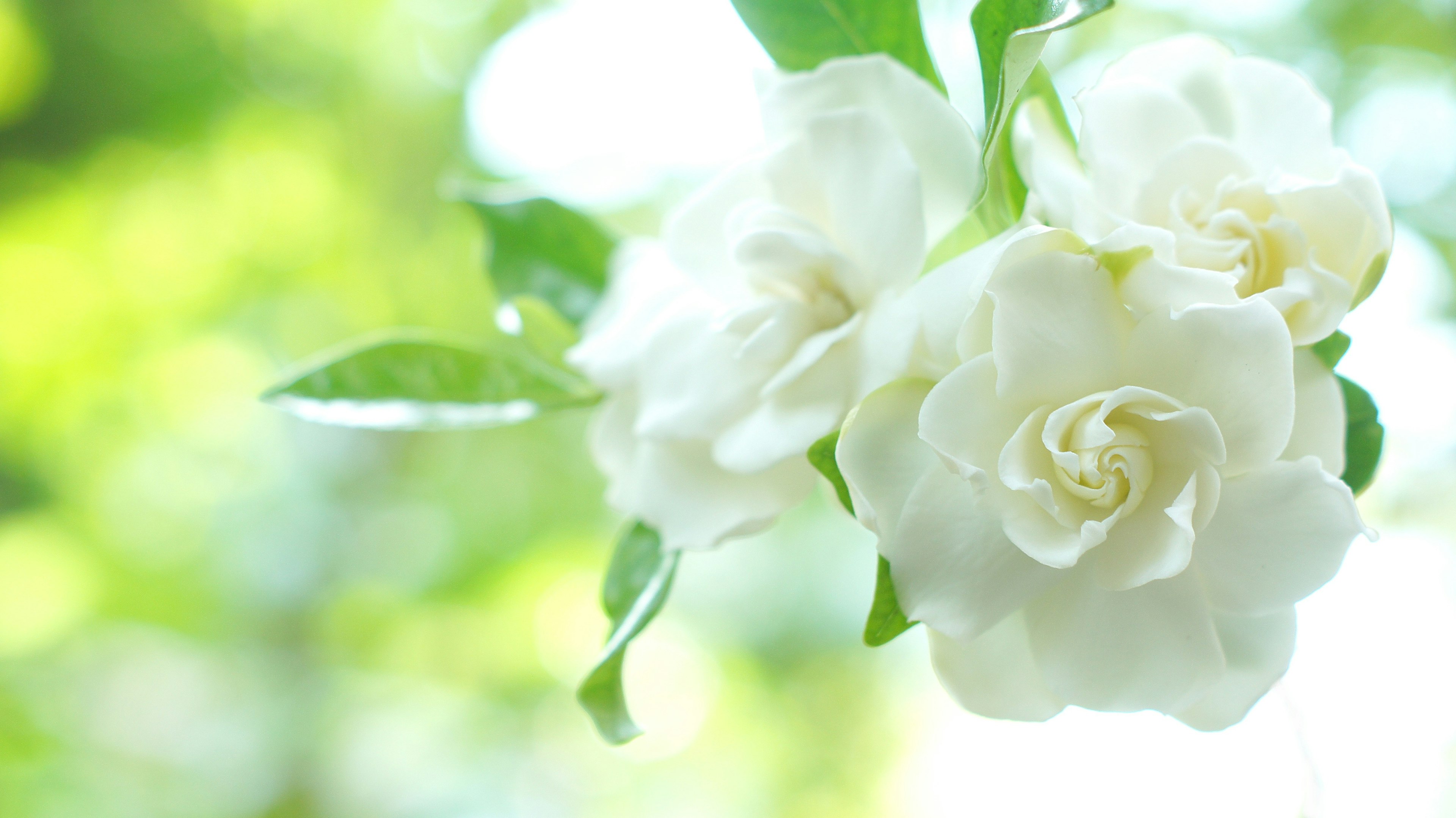 Image de fleurs blanches et de feuilles vertes disposées avec élégance dans une douce lumière naturelle