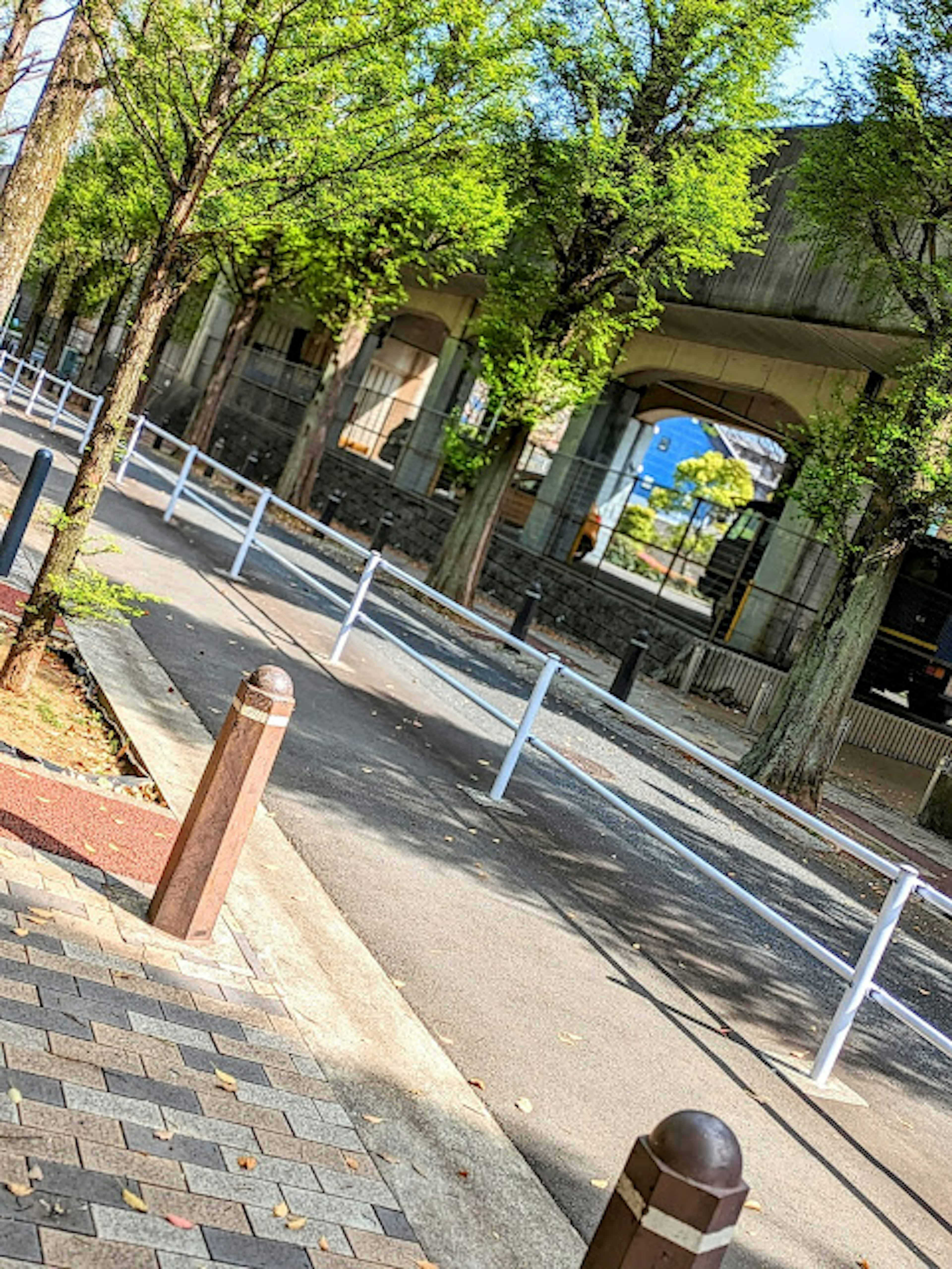 Street lined with green trees and white fences