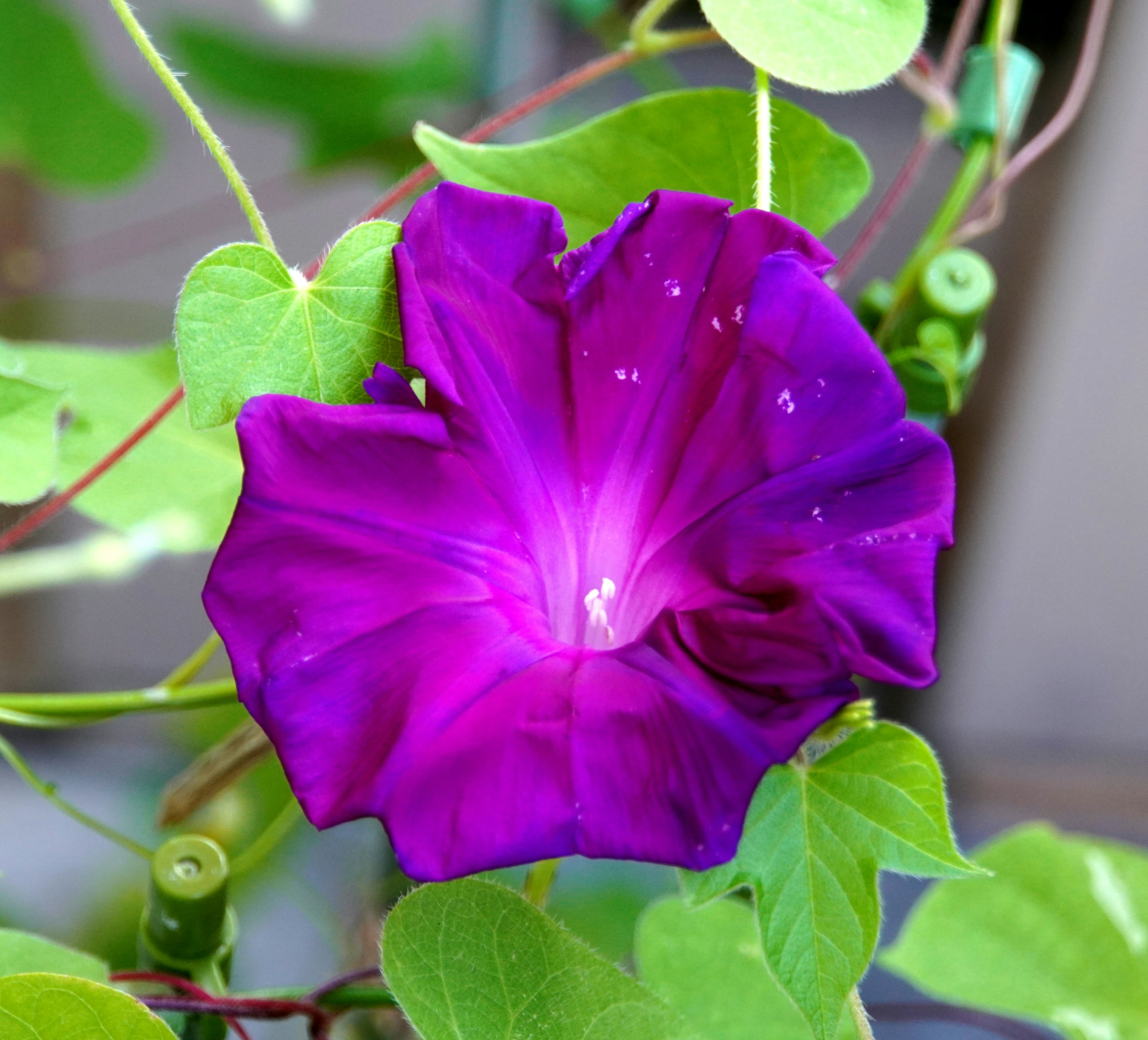 鮮やかな紫色の朝顔の花が緑の葉に囲まれている