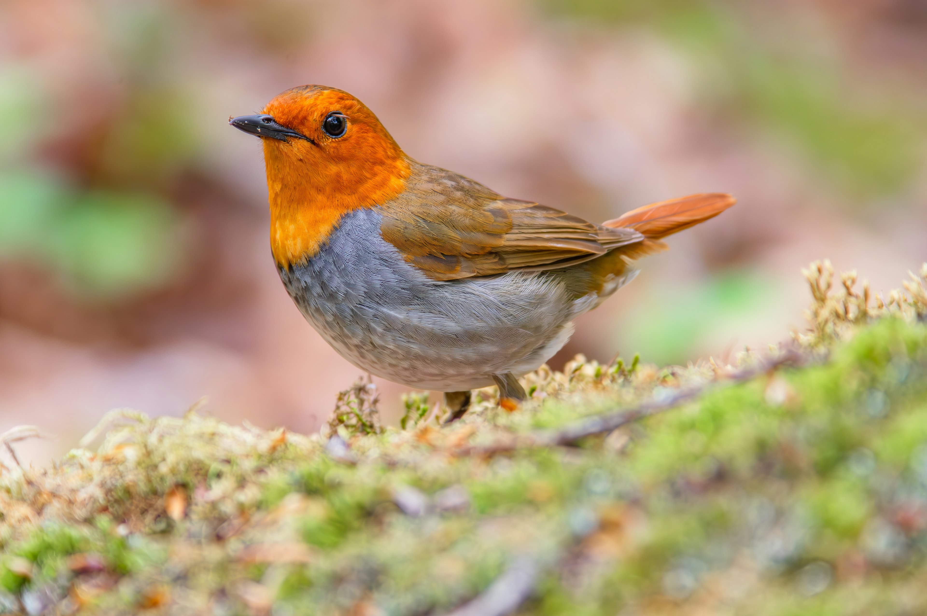 Ein kleiner Vogel mit orangefarbener Kopf und grauem Körper steht auf grünem Moos